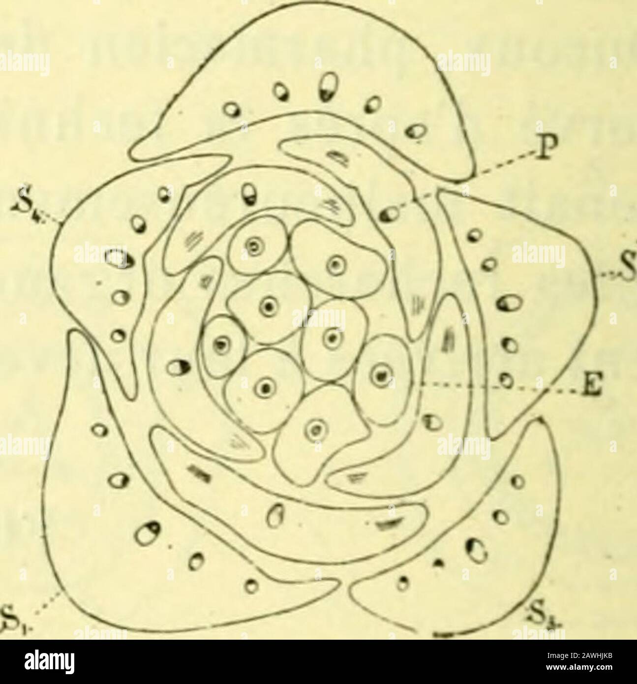 L'Actes de la Socilinnne de Bordeaux . D E Figure 24. — Jcilropha multifida. Fleur iiàlo. Distribution des faisceaux tibro-vasculares.— A, coupé transversale au niveau du iodiccllc ; 15, à la base ilu réceptacle florale, localiaircs (.S) sont inégalement éloignes ilii Center, dans leur intervalle, les i)étalares (P)sont dans une i)osition symétrique, les faisceaux staniinaux {Ks et Kp) sont distincts C, à la base de la calanneau ; E, dansla région de la fleur. (Brut. = 10). Répartition des faisceaux fibho-vasgllaaires. — la dis Banque D'Images