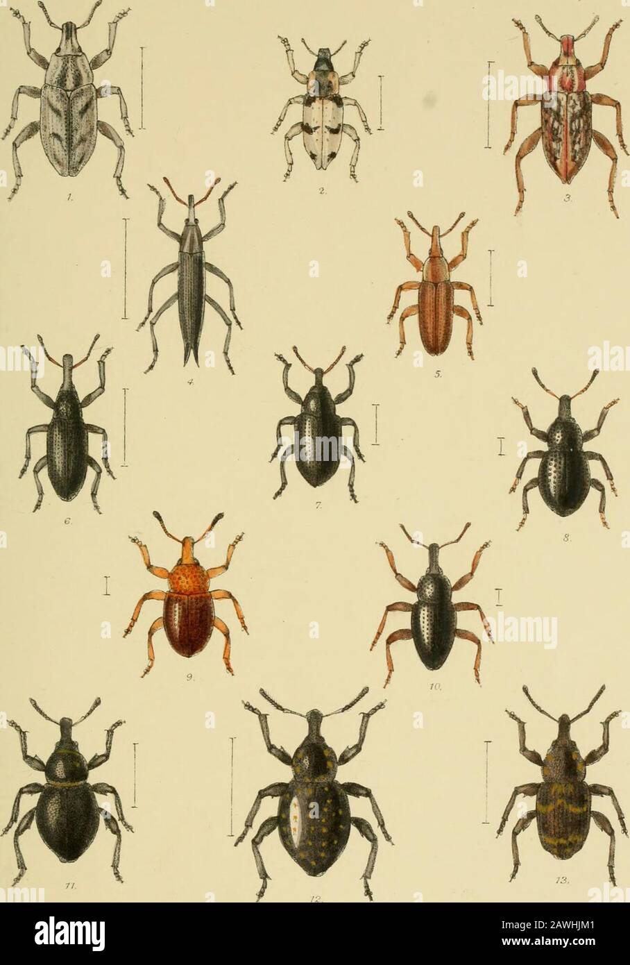La Coleoptera de l'islandsA britannique compte descriptif des familles, des genres et des espèces indigènes de la Grande-Bretagne et de l'Irlande, avec des notes sur les localités, les habitats, etc . R Morgan, del etlith. ^^BrookcentsDaTJc son,]mp. L.Reeve SCC°LonQc f-^c- u ?^y ;TY PLATE CLXIV. Fig. 1. Cleonus sulcirostris, L. 2. ,, albidus, F. 8. ,, nébuleuse, L. 4. Lixus paraplecticus, L. 5. , bicolore, 01. 6. ,, algirus, L. (angusfatus, ¥.). 7. Larinus carlinse, 01. 8. Liosoma ovatulum, Clairv.* 9. „ , var. Collaris, Rye.* 10. „ troglodytes, Rye. 11. Liparus (Molytes) Coronatus, Goeze. 12. , germanus, L. 1 Banque D'Images