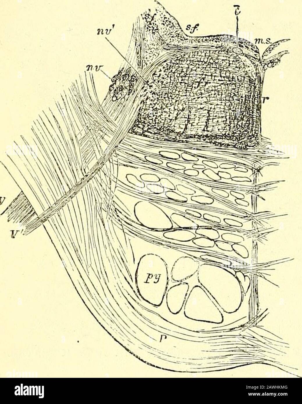 Les éléments de l'anatomie de Quain . éconduits par le passage vers l'extérieur des racines des sixième et septième nerfs) à une prolongation de la zone latérale de la themedulla. Chez l'homme, il est beaucoup plus petit que le noyau olivaryNucleus inférieur, auquel il n'a pas j)ressent beaucoup de ressemblance. Chez certains animaux, cependant, il est plus grand, et a un contour nettement sinusoïdal.À Partir de lui, comme mentionné ci-dessus, certaines des fibres du trapèze surgissent. 302 LE SYSTÈME CERVELET AIS^D PONS. Le noyau du nerf facial {n. VII) se trouve dans la forma-tion réticulaire juste dorsale du noyau supérieur olivaire, et à une certaine profondeur, là-avant, bel Banque D'Images Les éléments de l'anatomie de Quain . éconduits par le passage vers l'extérieur des racines des sixième et septième nerfs) à une prolongation de la zone latérale de la themedulla. Chez l'homme, il est beaucoup plus petit que le noyau olivaryNucleus inférieur, auquel il n'a pas j)ressent beaucoup de ressemblance. Chez certains animaux, cependant, il est plus grand, et a un contour nettement sinusoïdal.À Partir de lui, comme mentionné ci-dessus, certaines des fibres du trapèze surgissent. 302 LE SYSTÈME CERVELET AIS^D PONS. Le noyau du nerf facial {n. VII) se trouve dans la forma-tion réticulaire juste dorsale du noyau supérieur olivaire, et à une certaine profondeur, là-avant, bel Banque D'Images