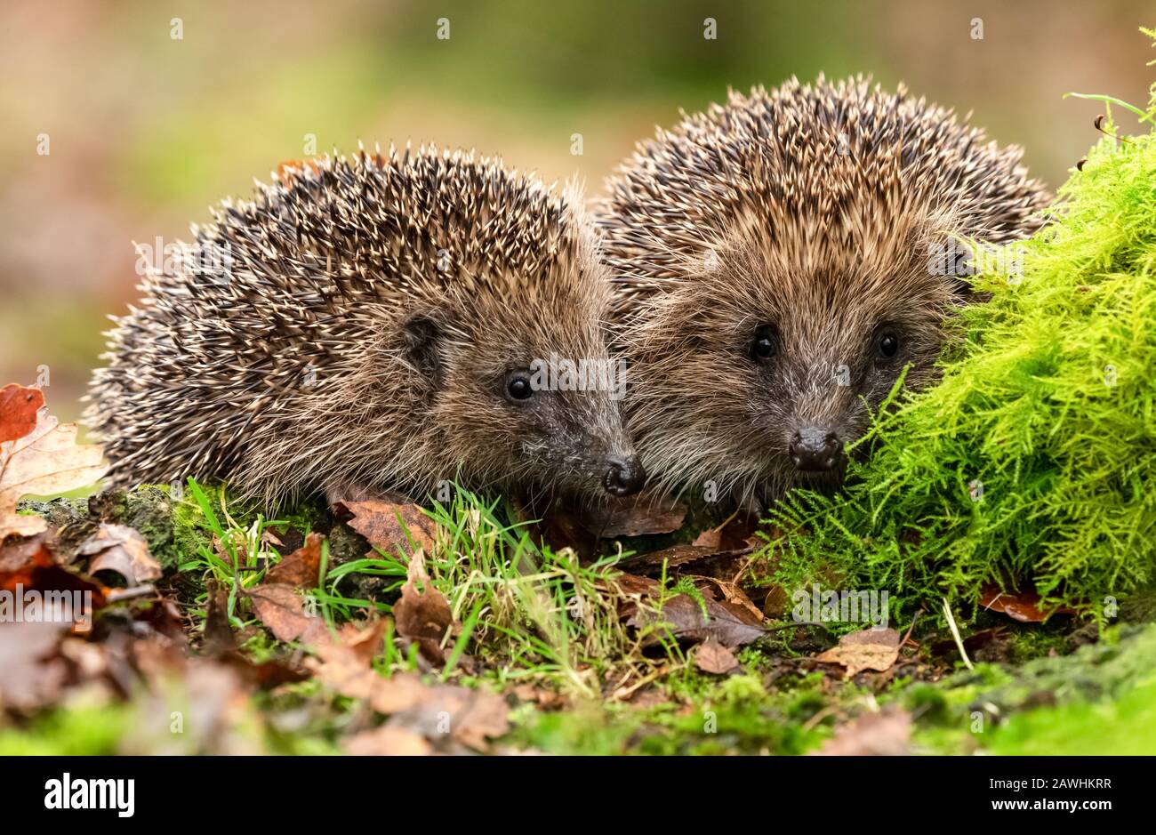 Hérissons (Nom scientifique: Erinaceus Europaeus) deux hérissons sauvages, indigènes et européens, face à l'avant dans l'habitat naturel des bois avec des mousses vertes et un Banque D'Images