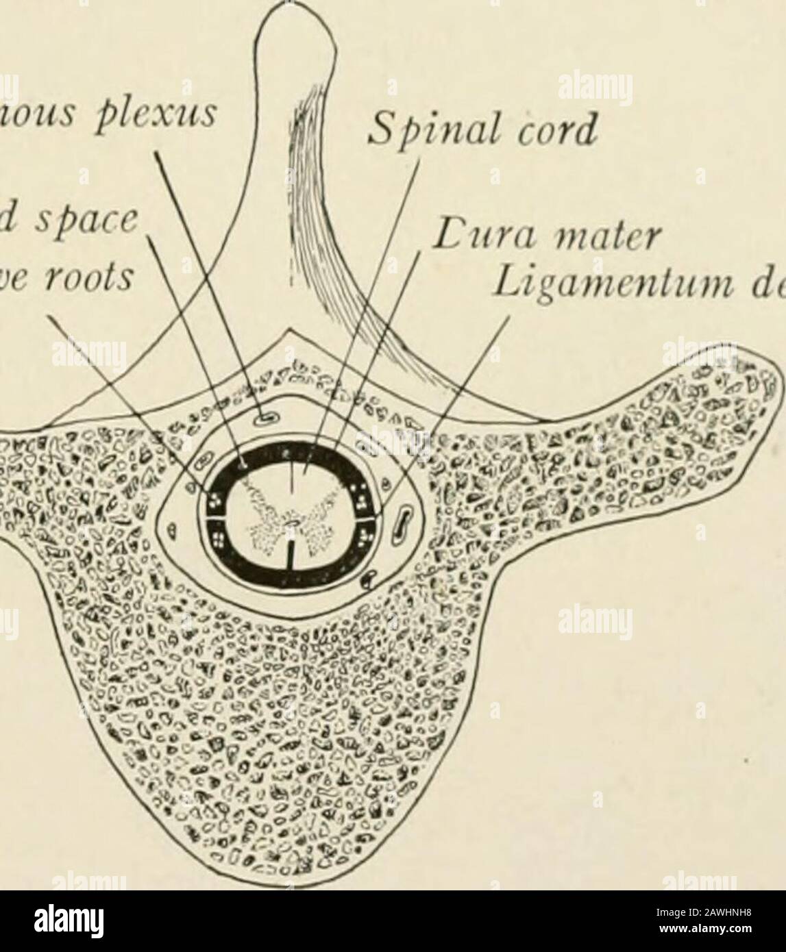 L'anatomie du système nerveux, du point de vue du développement et de la fonction . Fig. 48.—diagramme montrant la relation entre la moelle épinière et la colonne vertébrale. Des veines. Tout de suite autour du cordon et de l'adhérent est le matère d'éfvp délicat et très vasculaire. Ceci est séparé de la mère épaisse et fibreuse de la dure par une membrane ayant la tenité d'une toile d'araignée, l'arachnoïde, qui arrondit sur l'espace sous-arachnoïdien. Cet espace est divisé par un liquide subarachnoidtrabéculaire et rempli de liquide céphalorachidien. Forme externe.—La moelle épinière n'est pas un cylindre parfait, mais elle est quelque peu aplatie Banque D'Images