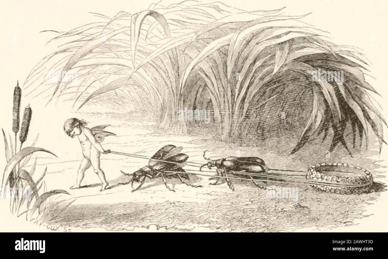 Les Bodleys raconter des histoires . Je dois faire un tour à jour Oer les vagues de foin en fleurs.en haut du côté de la colline, dans le glen.Live deux petits, les hommes elvish: Leurs barbes sont blanches, leurs barbes sont des mains longues de Their sont grandes, leurs mains sont fortes; Ils ont eu mon bébé dans leur coin-détente, le haineux, Des hommes évish hatémératifs !Ils ont roulé sur une mouche-dragon à queue longue, Et ils ont grimpé bas, et ils ont grimpé haut ;Thej^ a arraché son upFrom une tasse de beurre, Et l'a emporté, Avec S(jueal et scoff. 172 77//; IIIII.EYS ir.I.I.I.I. ISD STollKS. Tiifv Ml iiiakf Ikt tot, tlifv 11 faire L'esclave Irt, Leurs oards de blossoin-diist à sauver; Ils Ml Banque D'Images