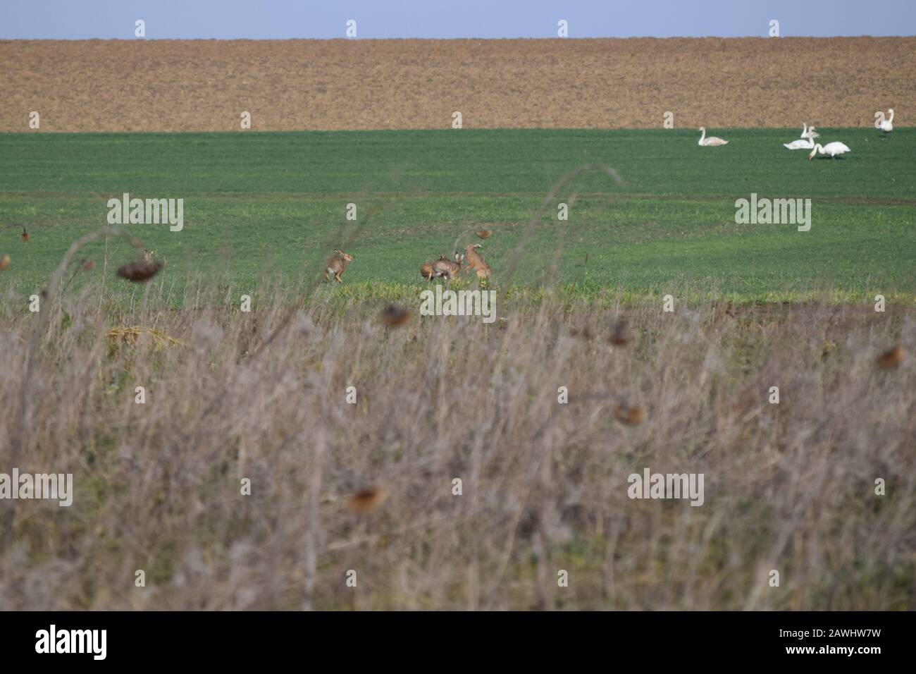 Un groupe De Lapins a du plaisir Banque D'Images