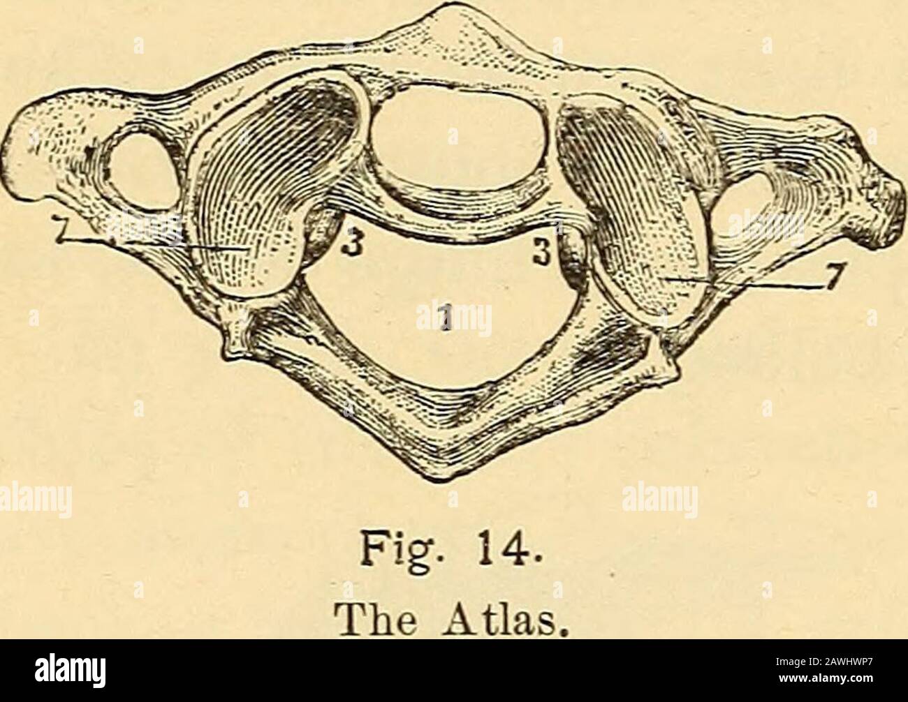 Anatomie Physiologie Et Hygiene Fig 12 Suture Joints Du Crane Fig 13 Joint A Levre Bille Et Douille 31 Le Crane Repose Sur La Premiere Vertebre Ou Atlas Il Repose Egalement Sur Un