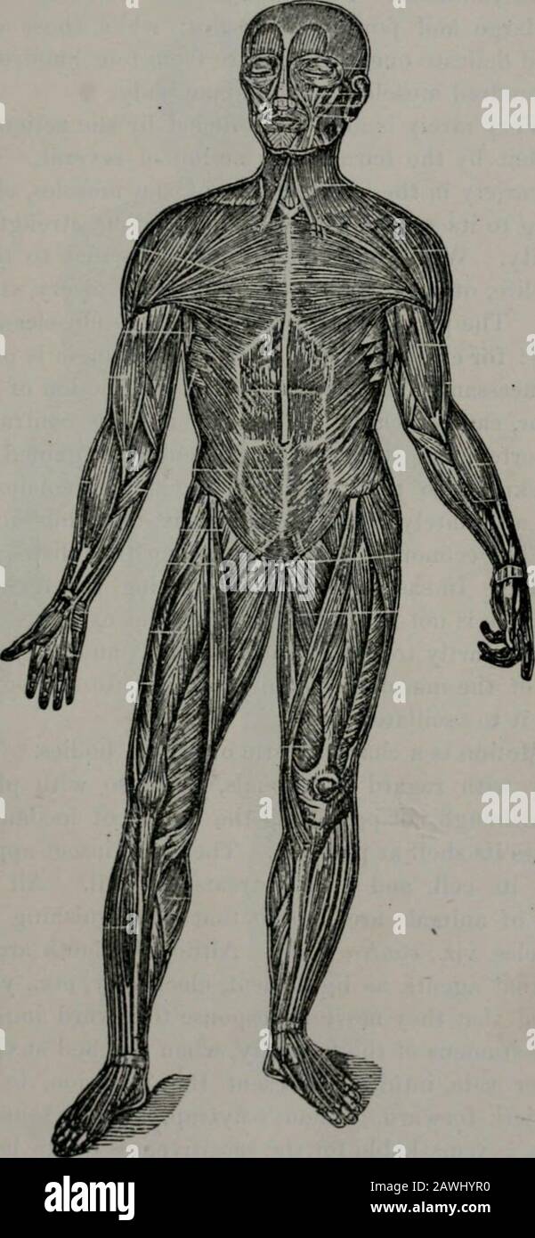 Le conseiller médical de bon sens du peuple en anglais ordinaire, ou, la médecine simplifiée . rilK MUSCLES. 35 Fig. 24.. Un represenUllon de la couche euperflciale des muscles sur ihc nntorlnrnrportion du corps De L'Ibc. 36 CONSEILLER MEPICAL COMArON SENSE. Sang qu'ils contiennent. La taille de la Thej varie en fonction du thc^indépendamment des fonctions. Par exemple, les fonctions du coeur exigent des muscles grands et puissants; wliles ceux de l'oeil, petits et délicats. Il y a quatre cent soixante à cinq cents muscles dans le corps humain. 41. Très rarement est motion ]»roduced par l'action d'un seul lemuscle, mais par Banque D'Images
