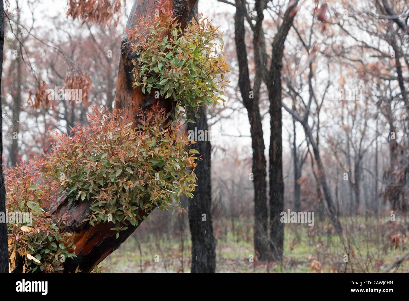 Tarmoor NSW Australie 9 février 2020: De nouvelles pousses vertes de croissance apparaissent sur des arbres à eucalyptus dans une propriété brûlée brûlée dans les feux de décembre 2019. Les régions orientales de la Nouvelle-Galles du Sud ont, au cours des dernières semaines, reçu beaucoup de pluies nécessaires qui ont rempli des barrages de ferme, des jardins luxuriants et ont commencé à récupérer le feu ravage le brousse. Crédit Photo Stephen Dwyer Alay Banque D'Images