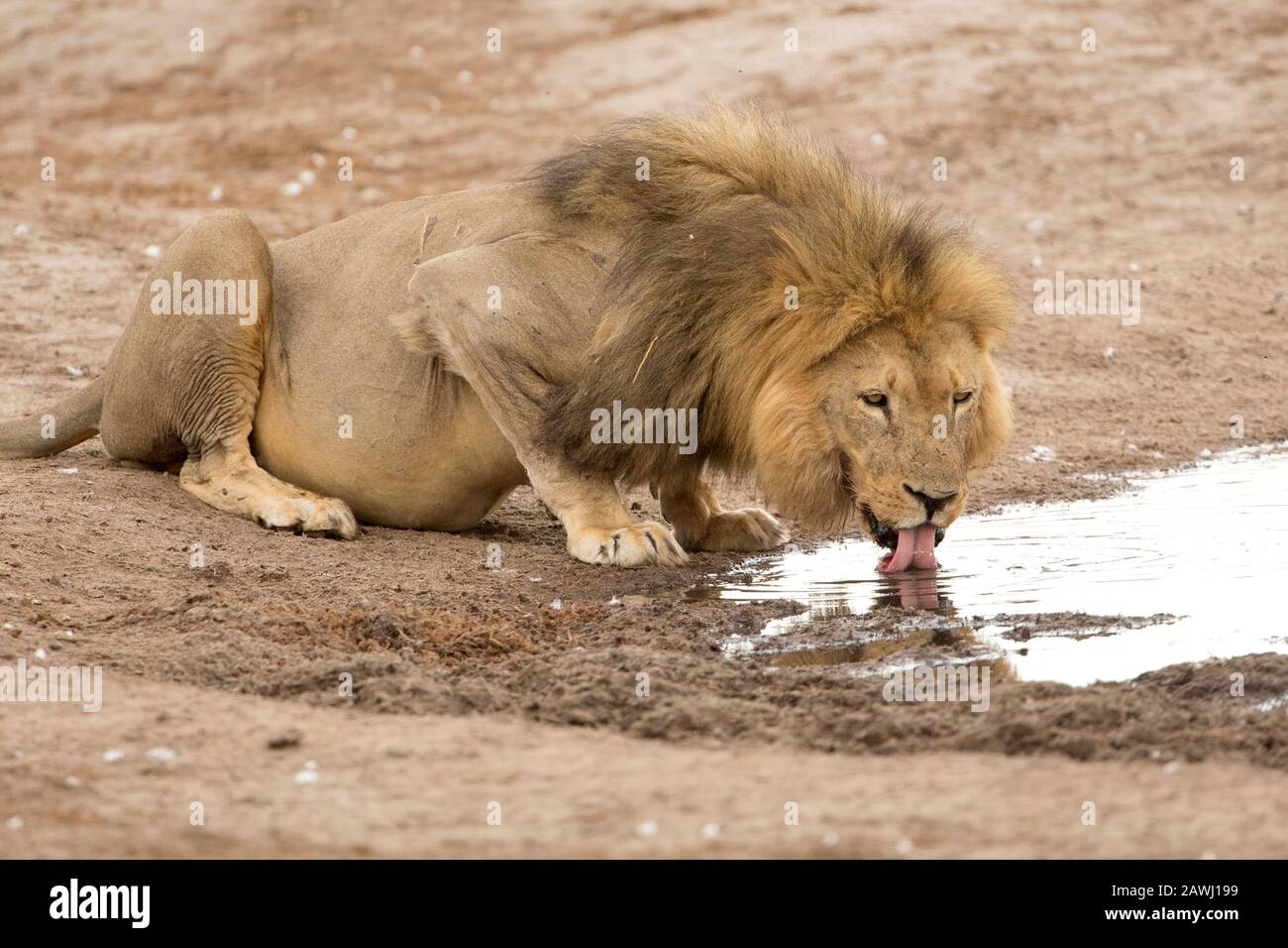 Magnifiques Lions Africains Banque D'Images