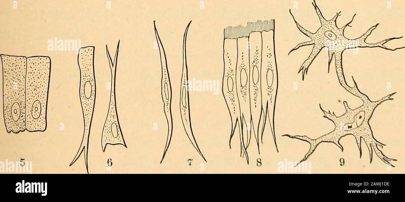 Anatomie, physiologie et hygiène . 1. Sphéroïdal. 2. Polyédrique.8. Cellules sanguines Fig. 2.Diverses Formes De Cellules. 4. Squameux. 5. Colonne. (•. Mise En Garde. 7. Fusiform (fibres). S. Ciliated.9. Stellaire. Du latin, c'est-à-dire les cils.1 4 LE CORPS HUMAIN. FAITS GÉNÉRAUX. Les cellules sont des masses de protoplasmo1 contenant un noyau,2 et cela contient parfois un Protoplasme nucléolus.3 est généralement considéré comme une substance viscide, translucide, granuleuse, formant souvent une structure ressemblant à un réseau ou à une éponge qui s'étend à travers la cellule dbo}, La cellule contient généralement aussi d'autres substances, telles granules d'aliments asalimentaires, pigment Banque D'Images