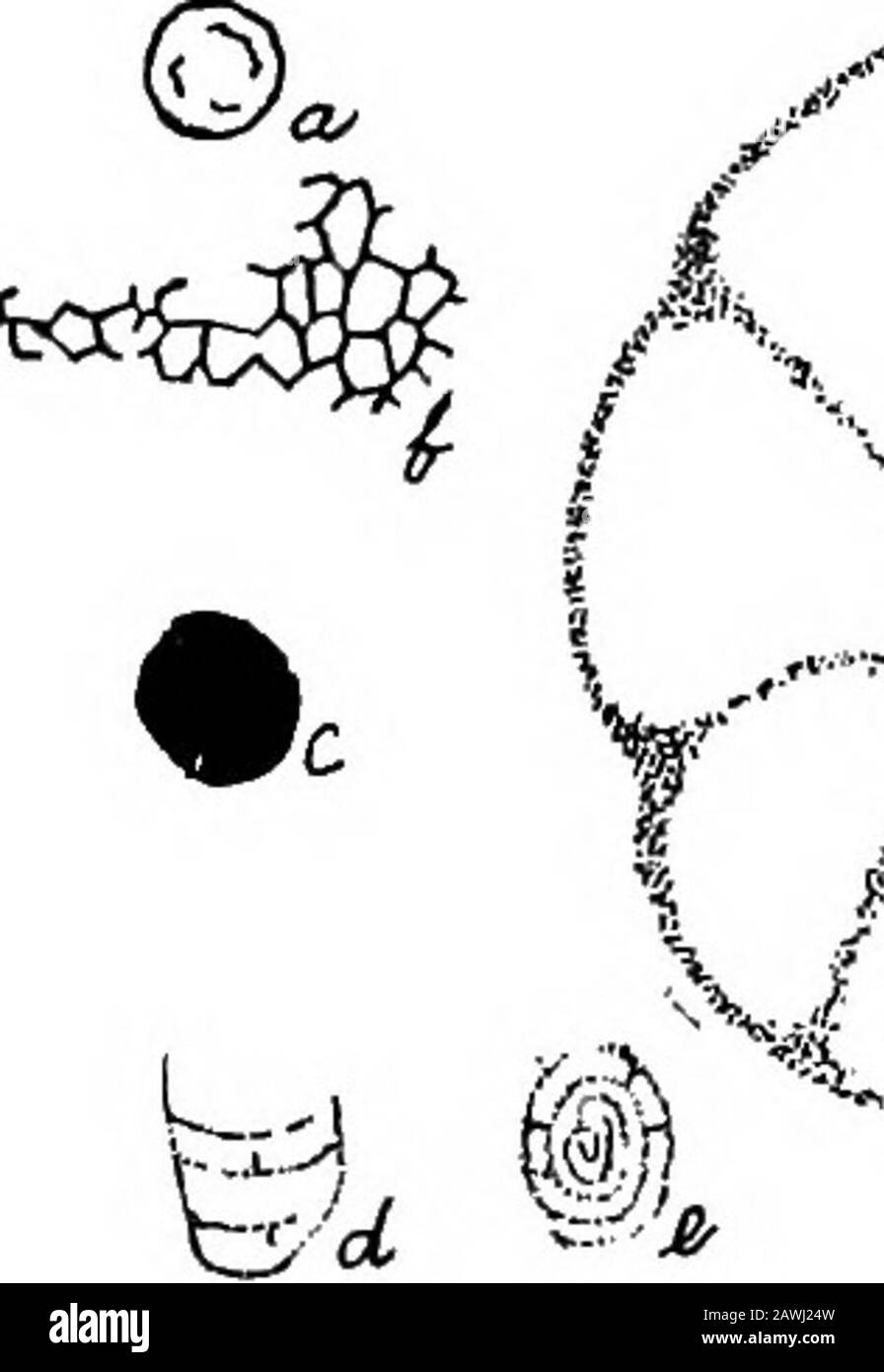 L'alésage profond à l'épi . ^^^&gt;-^; f^^^ T 3.^ -37 V^ a-d, X 40 e-f, X 20. Le Baoring Profond à l'épi 85 De 2244 à 2264 Pieds Dans le coeur de la dolomite principalement oolitique prise à cette profondeur, les fossiles suivants ont été vus soit dans des sections minces ormacroscopaciquement. A. Vu dans des sections minces. 1. Tissu cellulaire dans un merde de de matière jaune bitumineux, enrobés de dolomite. Figure 16 : B. Dans la même section se trouvaient de nombreux petits morceaux de matériau jaune ou brun structurant de nature similaire et aussi deux corps ronds ressemblant à des spores. Figure 16 : a, c. 2. Trommina sp.? Figure 16 : E. Banque D'Images