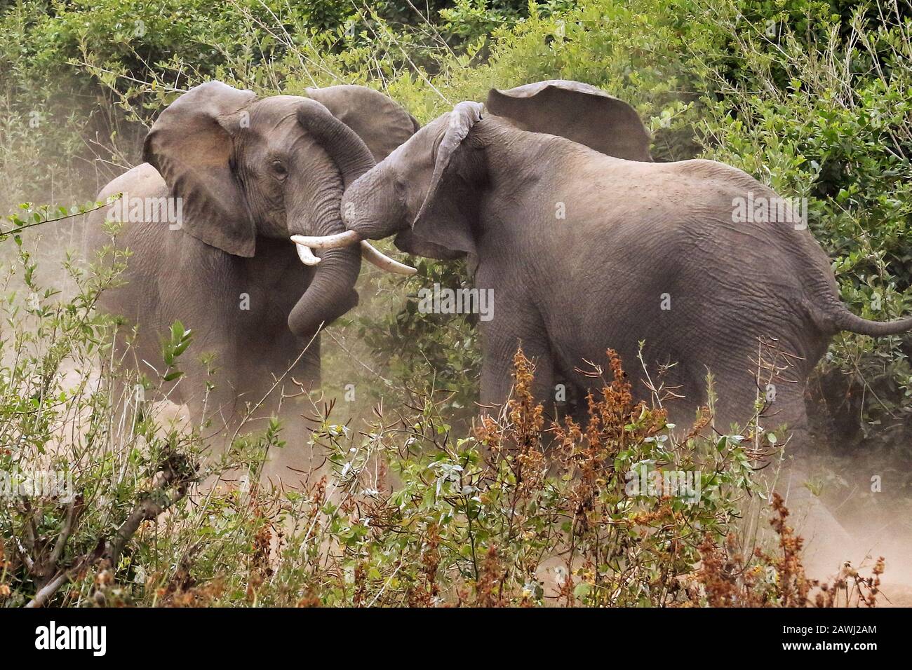 Éléphants Dans Les Piscines De Mana, Au Zimbabwe Banque D'Images