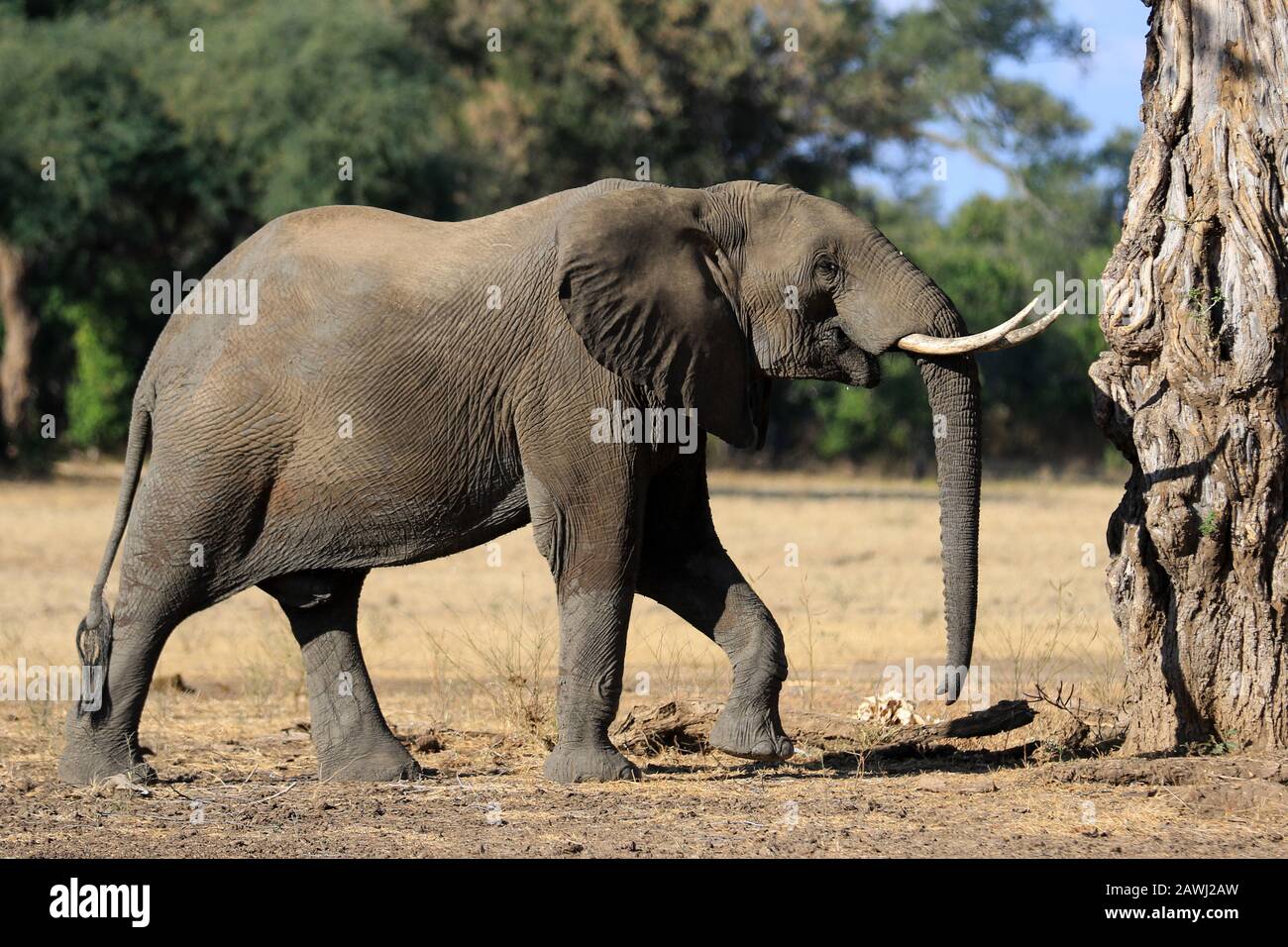 Éléphants Dans Les Piscines De Mana, Au Zimbabwe Banque D'Images