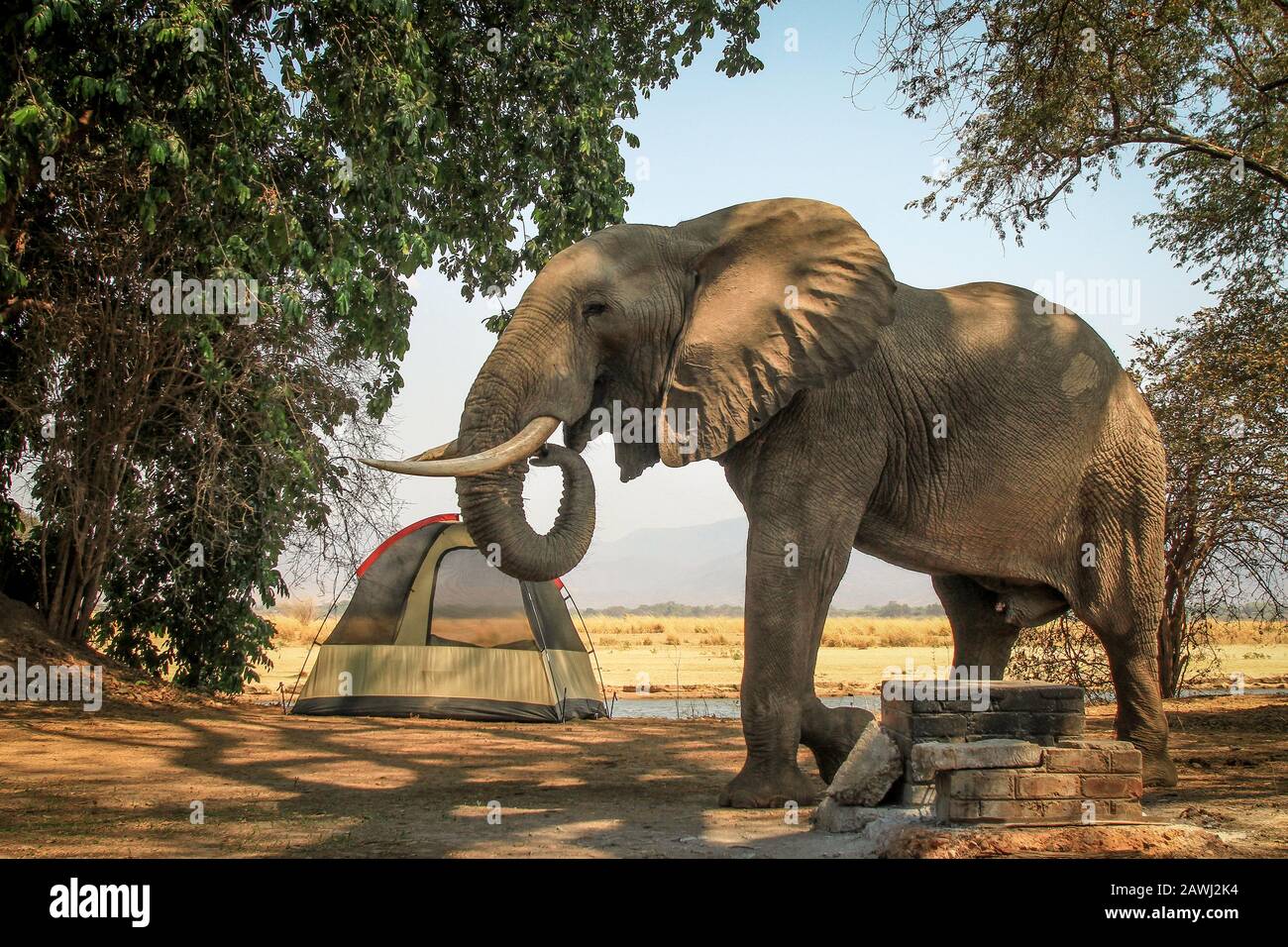 Éléphants Dans Les Piscines De Mana, Au Zimbabwe Banque D'Images