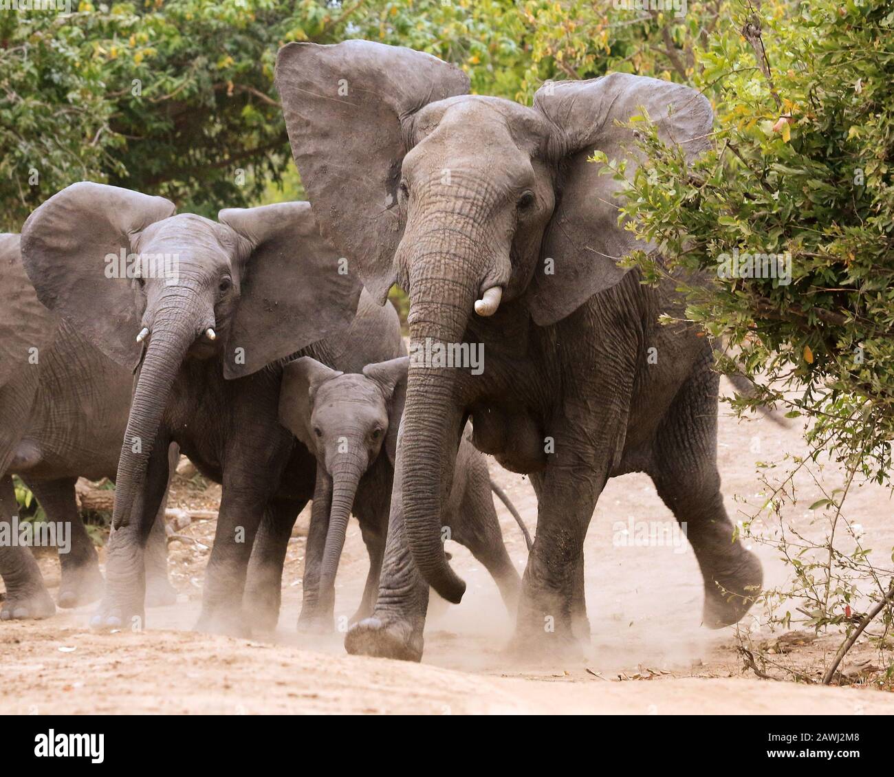 Éléphants Dans Les Piscines De Mana, Au Zimbabwe Banque D'Images