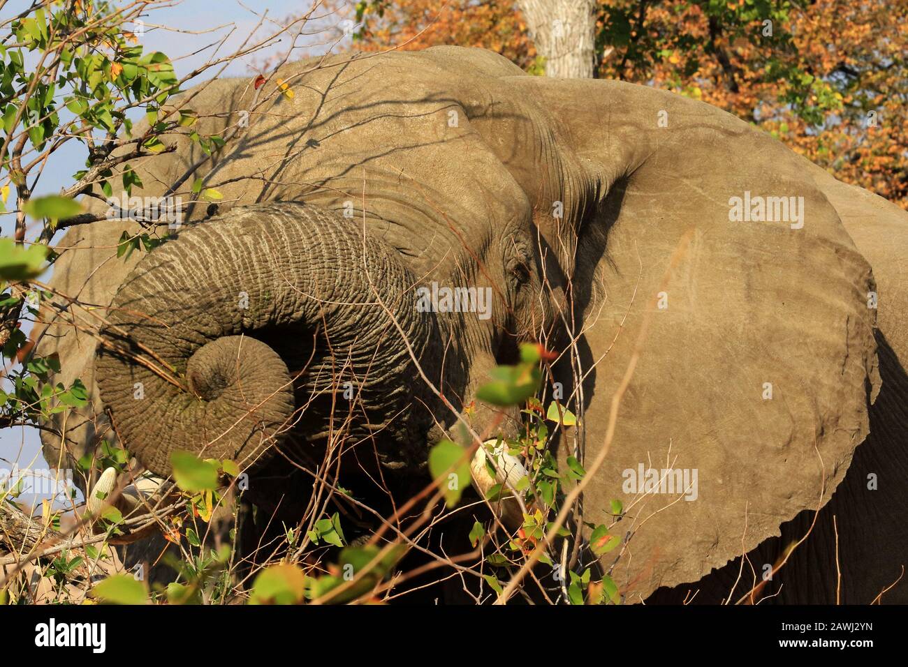 Éléphants Dans Les Piscines De Mana, Au Zimbabwe Banque D'Images