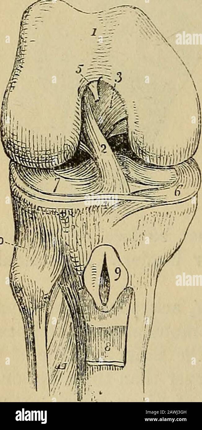 Le vade mecum de l'anatomiste : un système d'anatomie humaine . Il est  relié, par son apex, à l'antériorpartie de l'encoche du condyloïde, et par  sa base est perdu dans la masse