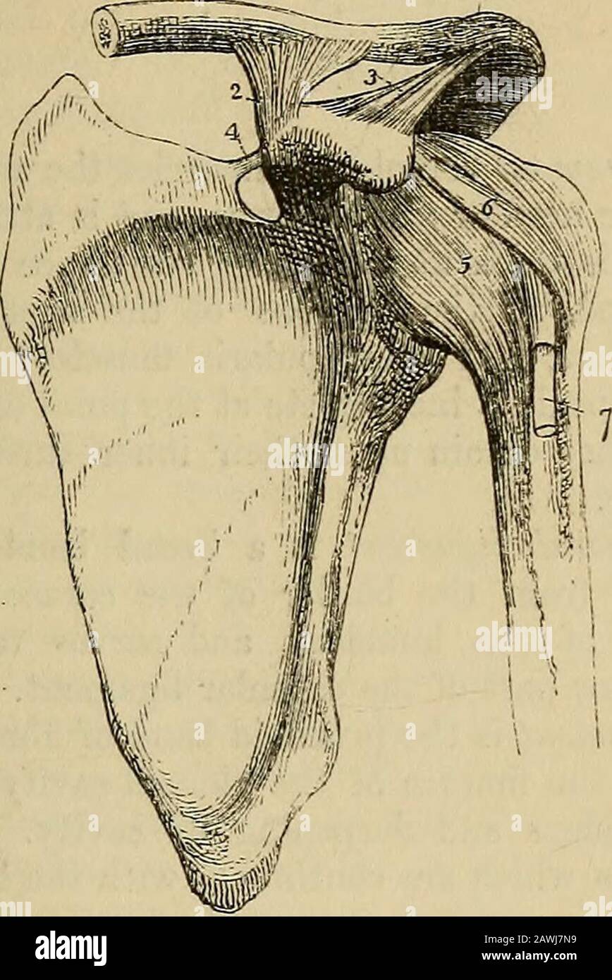 Le vade mecum de l'anatomiste : un système d'anatomie humaine . Lorsqu'elle est séende auparavant, elle a une forme quadrilatérale; par conséquent, elle est appelée trapèzoïde:et, examinée de derrière, elle a une forme triangulaire, la base se beingvers le haut; d'où un autre nom, conoïde. * Les ligaments de tlie sterno-clavilar et des articulations costo-sternales.1. Le ligament antéioi sterno-claviculaire. 2. Le ligament inter-claviculaire.3. Le ligament costo-claviculaire ou rhomboïde, vu des deux côtés. 4. Fibro-cartila^je, théinterarticulaire, mis en lumière par l'enlèvement des ligaments antéro-postérieur. 5. Le costo-sternal antérieur Banque D'Images