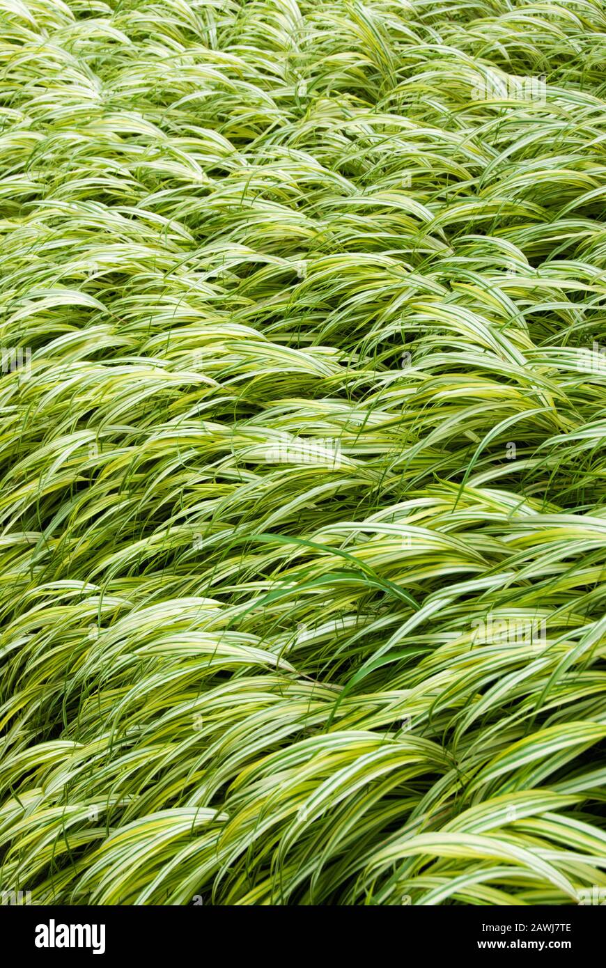 Magnifique herbe ornementale à feuilles longues, verte et blanche, de couleur jaune et variée, qui pousse dans un jardin extérieur. Banque D'Images