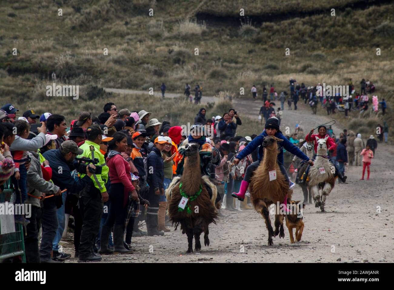 Quito, Équateur. 8 février 2020. Deux coureurs de llama se battent pour la première place dans leur catégorie pendant la course, à laquelle 25 garçons et filles ont participé. La course traditionnelle de Lama dans le parc national de Llanganates a lieu dans la province de Tungurahua à 4100 mètres au-dessus du niveau de la mer. Crédit: Juan Diego Monténégro//Dpa/Alay Live News Banque D'Images