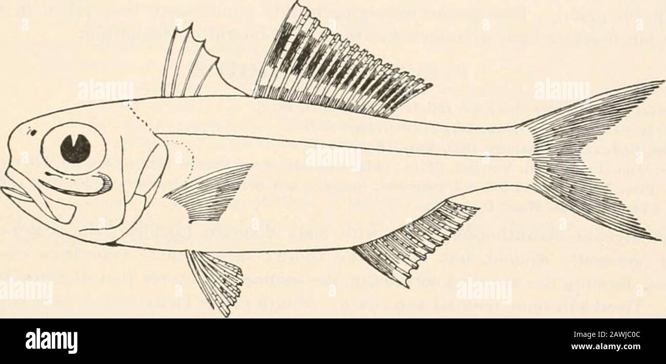 L'ichthyologie océanique, un traité sur les poissons pélagiques et en haute mer du monde, basé principalement sur les collections faites par les cuiseurs à vapeur Blake, Albatros et Fish Hawk dans le nord-ouest de l'Atlantique, avec un atlas contenant 417 figures . orties et un seul genre— Anomalops palpebratus (Boddaert), Giinther, connu seulement de huit spécimens, quatre d'Amboina et Manado, un des îles Fidji, un de l'archipel de Fauiuoto, et deux autres de la Nouvelle Hebrides, les types d'Ogilbys récent précieux papier, EedescriptionofAnomalpalpebrum. (Disques du Musée australien, Sydney, i, 1S90 Banque D'Images