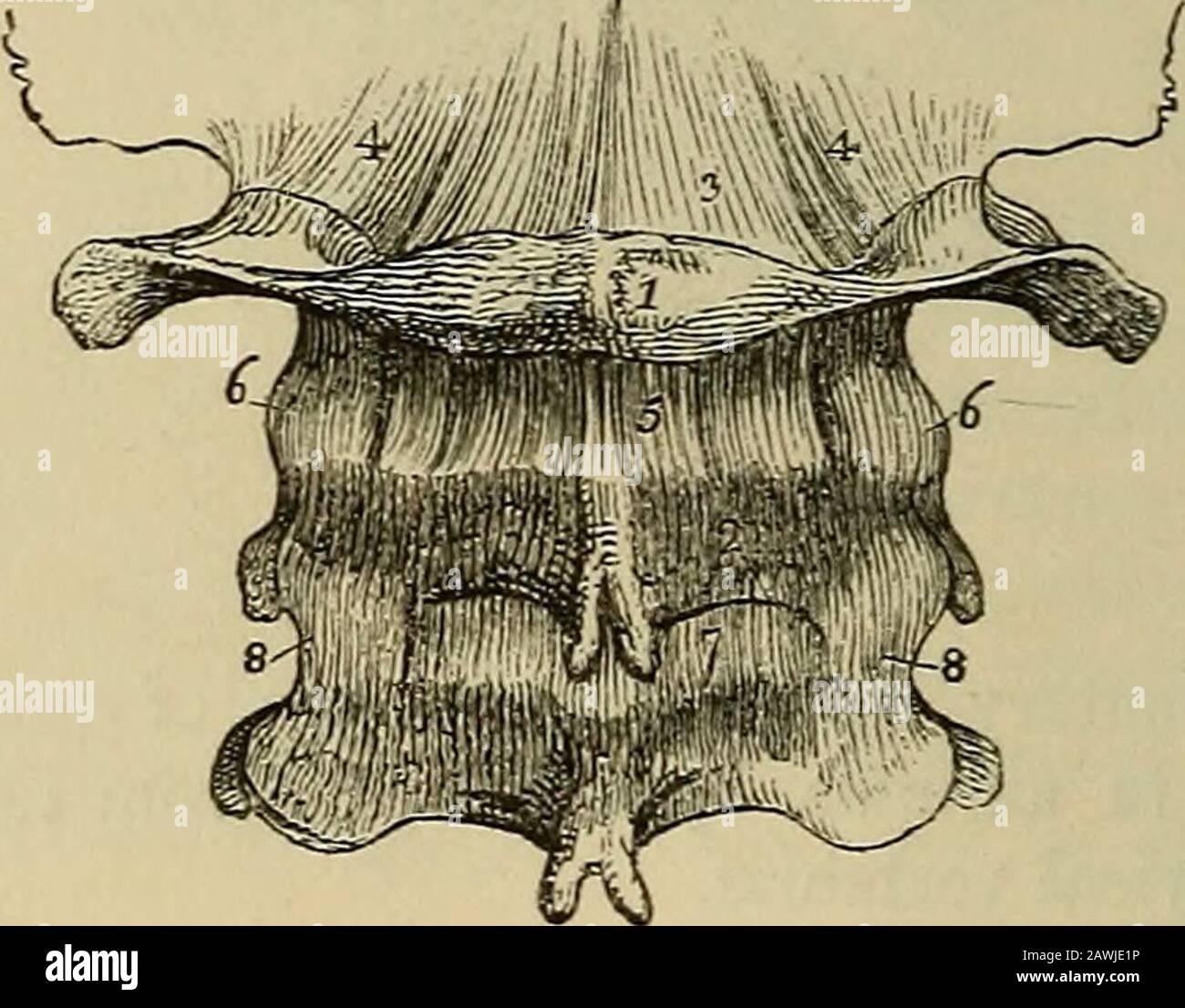 Le vade mecum de l'anatomiste : un système d'anatomie humaine . r ligaments; celui du côté opposé a été supprimé, pour montrer les surfaces approximatives des processus articulaires (6).7. Un des ligaments capsulaires occipito-atloïdes. Le ligament occipito-atloïde latéral est le plus externe des théséfies. 132 LIGAMENTS OP LA COLONNE VERTEBEAL. Le processus basilaire de l'os occipital; et au-dessous, à l'antéro-tubercule de l'atlas. Le ligament plus profond est une large membrane, attachée ci-dessus, à la marge du foramen occipital; et en dessous, à toute la longueur de l'arche antérieure de Banque D'Images