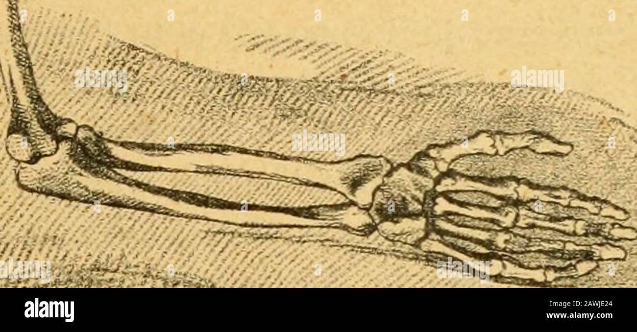 Histoire de l'anatomie plastique : les matres, les livres et les éccordés . Banque D'Images