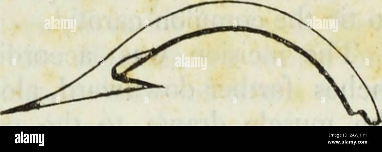 Le journal médical et chirurgical de Boston . e d'importance, eitherat au moment de l'accident ou après.Une tentative a été faite par un médecin, le soir du même jour, pour tirer le crochet de la plaie ; il a seulement réussi, hurlant, à l'élever une littleau-dessus du niveau de la peau. Le patient s'est présenté à l'hôpital mardi, le 15.Le crochet a ensuite été intégré dans le cou, sur le côté antérieur du muscle b-mastoïde de la poupe de theleft, environ un pouce sous l'angle de la mâchoire, et environ un quart d'un pouce seulement exposé, donner l'impressionnque il avait passé sous et autour de th Banque D'Images