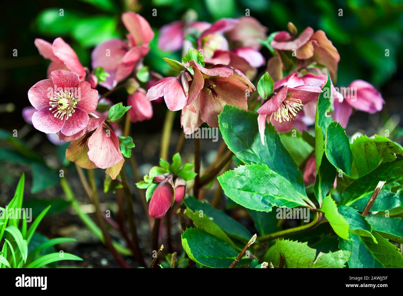 Helleborus niger, communément appelé rose de Noël ou hellebore noir Banque D'Images