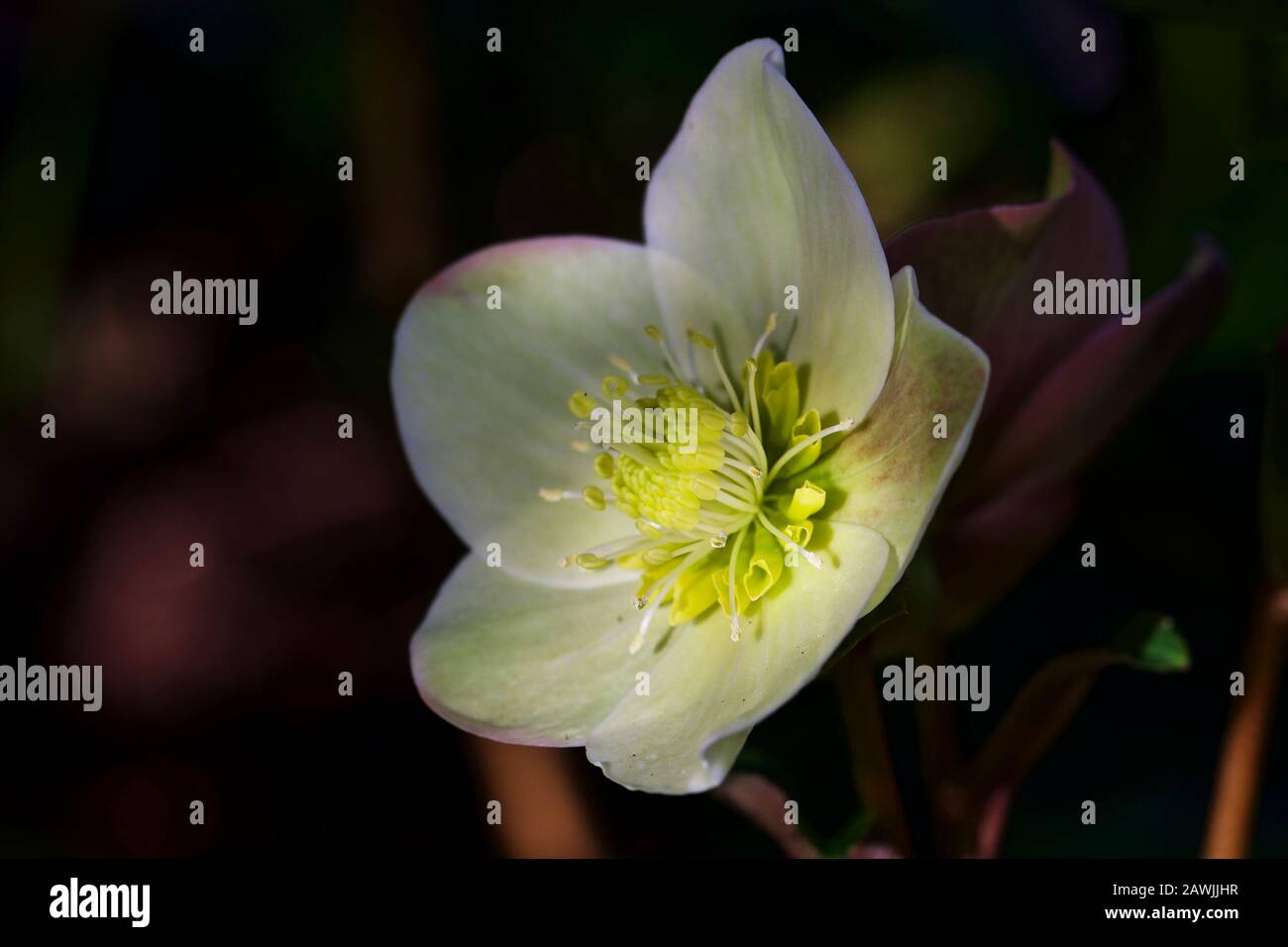 Helleborus 'Cannelle Neige' Banque D'Images
