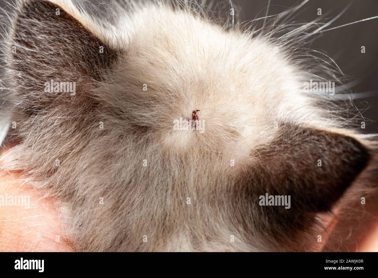 Une Tique Infectieuse Ixodique Collee A La Tete D Un Chaton Une Coche Un Peu Un Animal De Compagnie Trouve Une Tique Virale Sucette Parmi Les Cheveux Denses D Un Chat Photo Stock