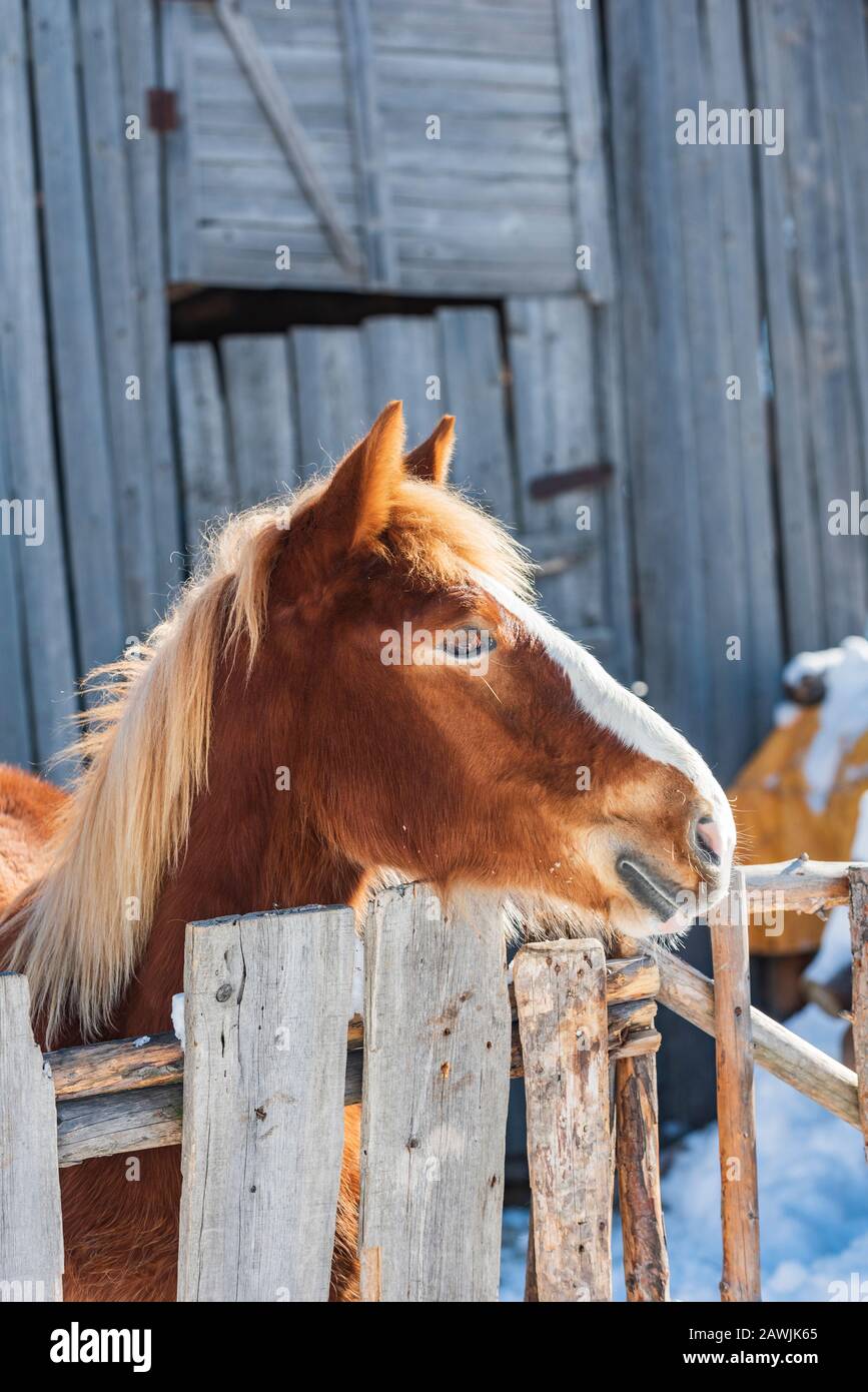 Portrait de jeune beau cheval rouge avec une longue mane Banque D'Images