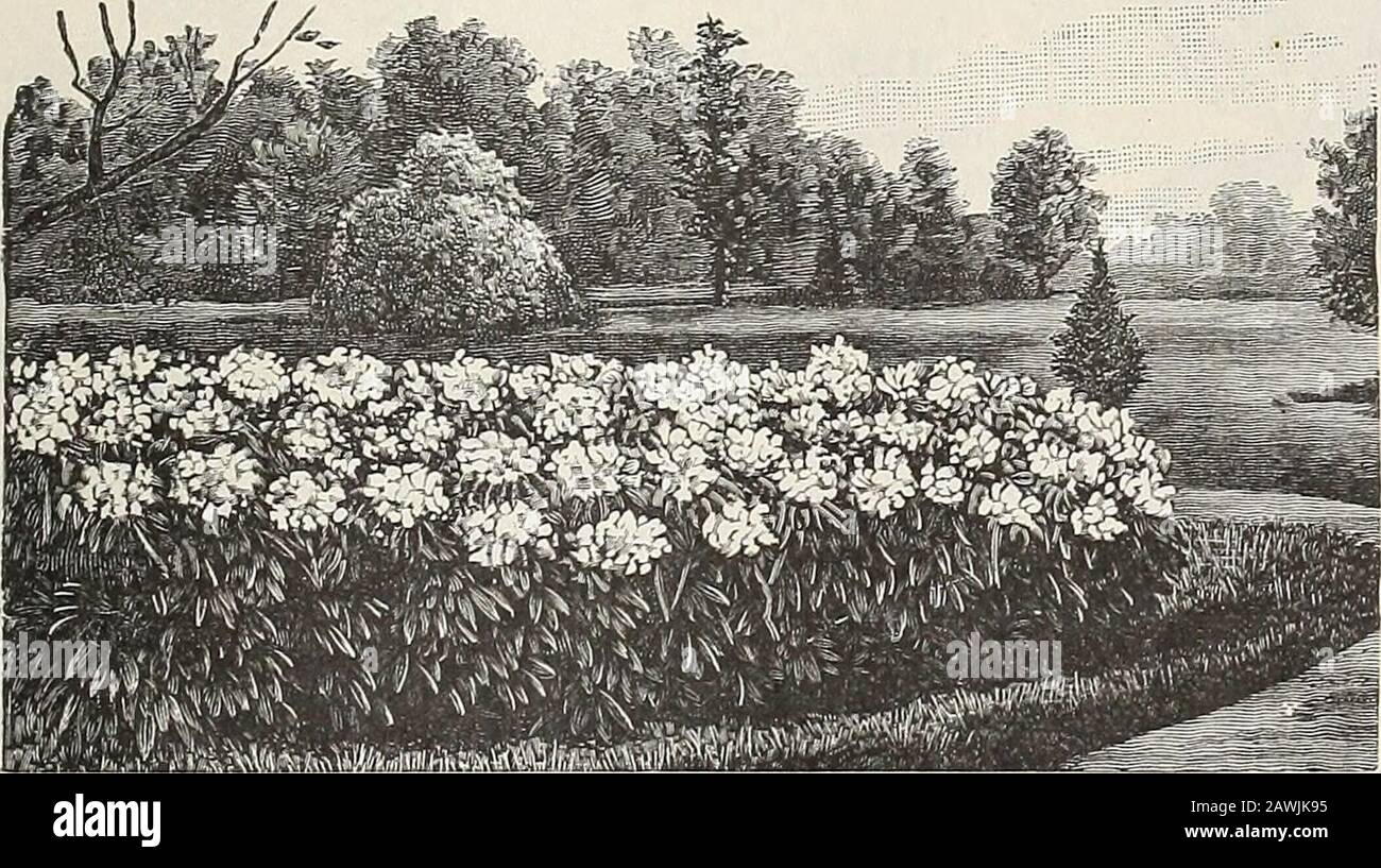 Deutzia Crenata Photos Deutzia Crenata Images Alamy