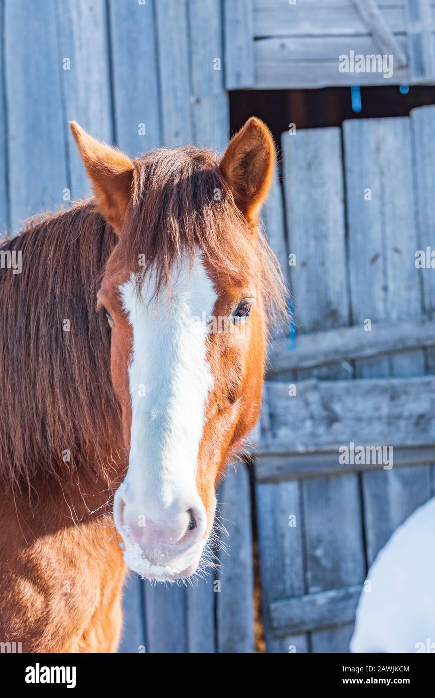 Portrait de jeune beau cheval rouge avec une longue mane Banque D'Images