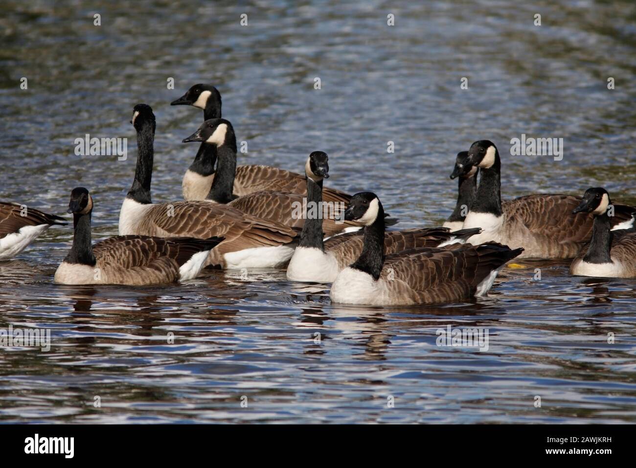 LA BERNACHE du Canada (Branta canadensis) se baigner dans une rivière, au Royaume-Uni. Banque D'Images