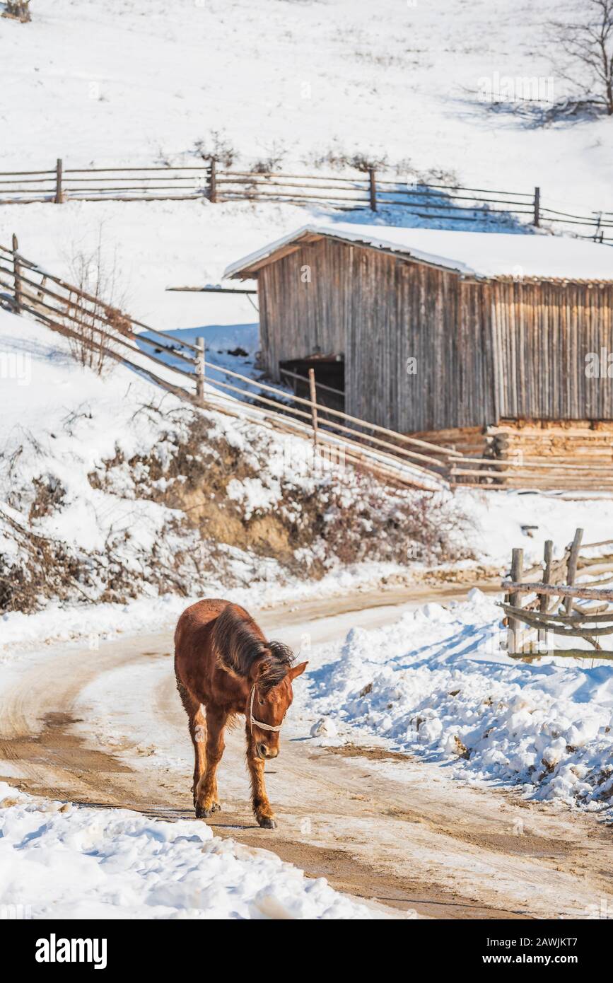 Brown Horse Walk seul sur la route de haute montagne du village en hiver Banque D'Images