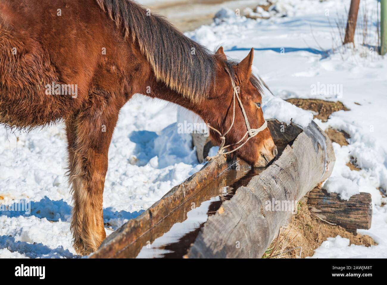 Eau potable de cheval à partir d'un creux lors d'une journée froide d'hiver Banque D'Images