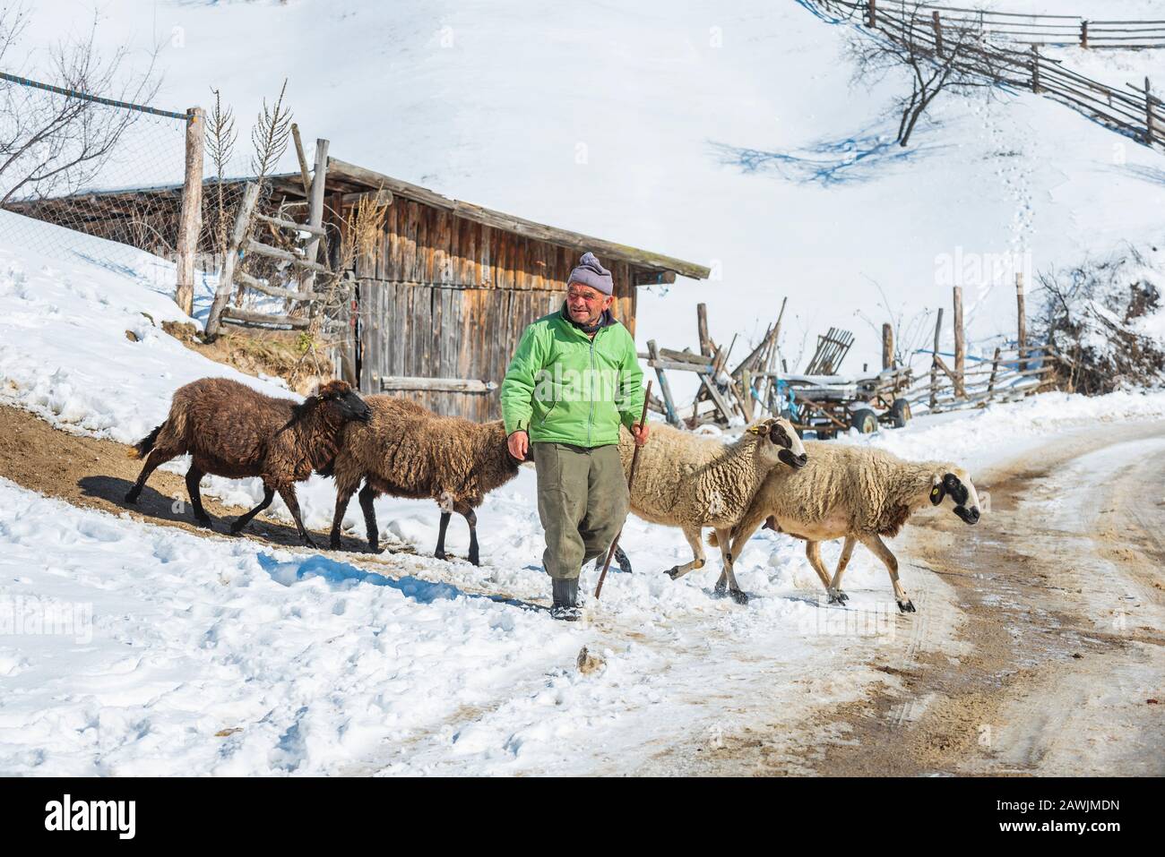 Village de Grachevo, Rhodopes, Bulgarie - 8 février 2020: Vieux Berger avec troupeau de moutons dans les montagnes d'hiver. Banque D'Images