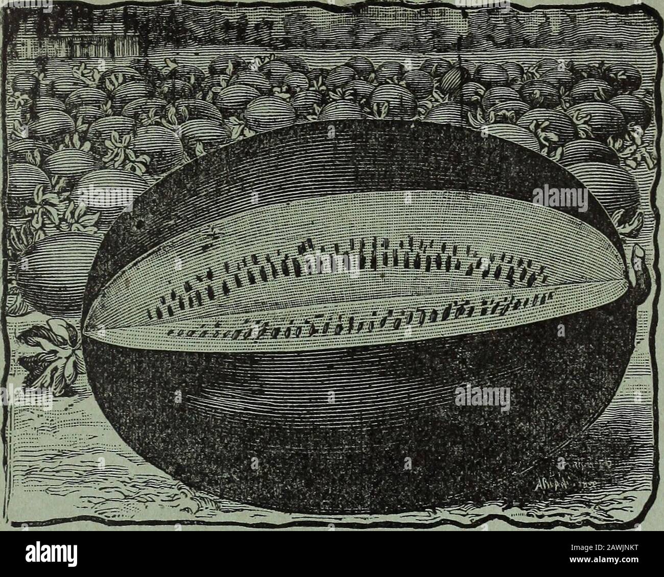 Jardin de Cole annuel . Les melons sont de bonne taille, allant de 25 à 40 B). En poids. Il est la plus grande inculture de variété précoce, et son pro-ductivité est égal à n'importe quelle sorte de charnue rouge, tandis que dans la saveur délicieuse les dépasse tous. Therind est le plus fin de toute melon que nous avons jamais vu, le blanc étant seulement de% à 54 pouces d'épaisseur.la chair est une belle couleur orange fulfullabre, libre de toute teinte d'orautre couleur blanche même à la fois autour des graines. La chair est magnifiquement granuleuse en apparence, juteuse et inégalée en saveur.Per pkt. 7 cts, oz., 20 cts., 4 lb., 50 cts. Banque D'Images