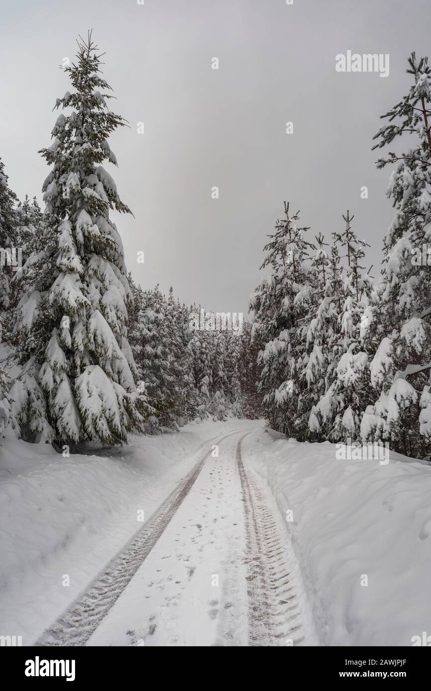 Route d'hiver dans les montagnes entourées d'arbres enneigés Banque D'Images