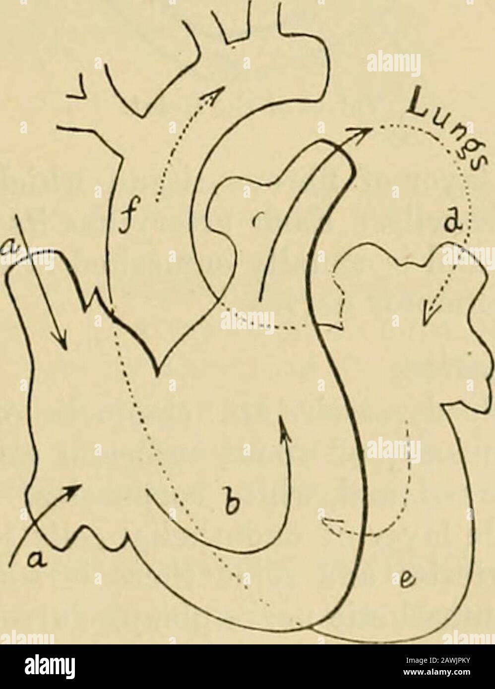 Physiologie : un manuel pour les étudiants et les praticiens . TRAN.svcisc SfLiion ultlu lUillDcks coeur dans l'état de Cadaverie Kijiidité: A, cavitydu ventricule gauche de l'ail; b, cavité du ventricule riglitlventriculaire. Quelle est la capacité de ces cavités ?Auricules, environ 4 oz; ventricules, environ 6 oz. Fk ;. 3.. Cours de lUooil tlirouf,li le coeur: A, IT, veine cave, supérieur et inférieur; h, ven-tricle droit; c, artère luilnionaire ; &lt;/, veine inilionaire ; e, ventricule gauche ; /, aorte. Quelle est l'utilisation des soupapes ? Pour permettre au sang de passer dans une seule direction à travers le coeur (Fig. 4). 30 CIRCHULATIOK Banque D'Images