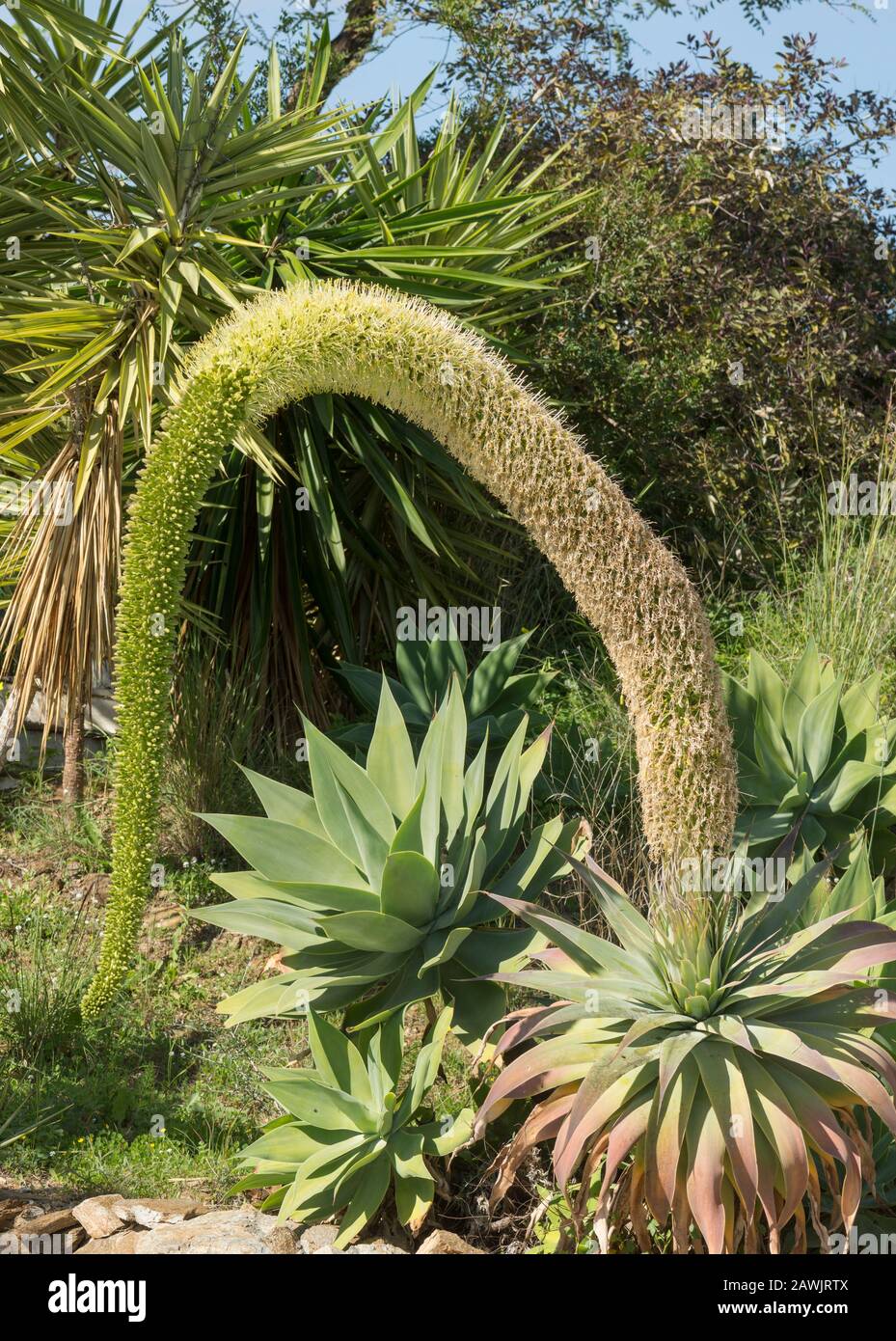 Agave atténuata, queue de lion, plante, cou de cygne, queue de poux, avec tige de floraison, Espagne. Banque D'Images