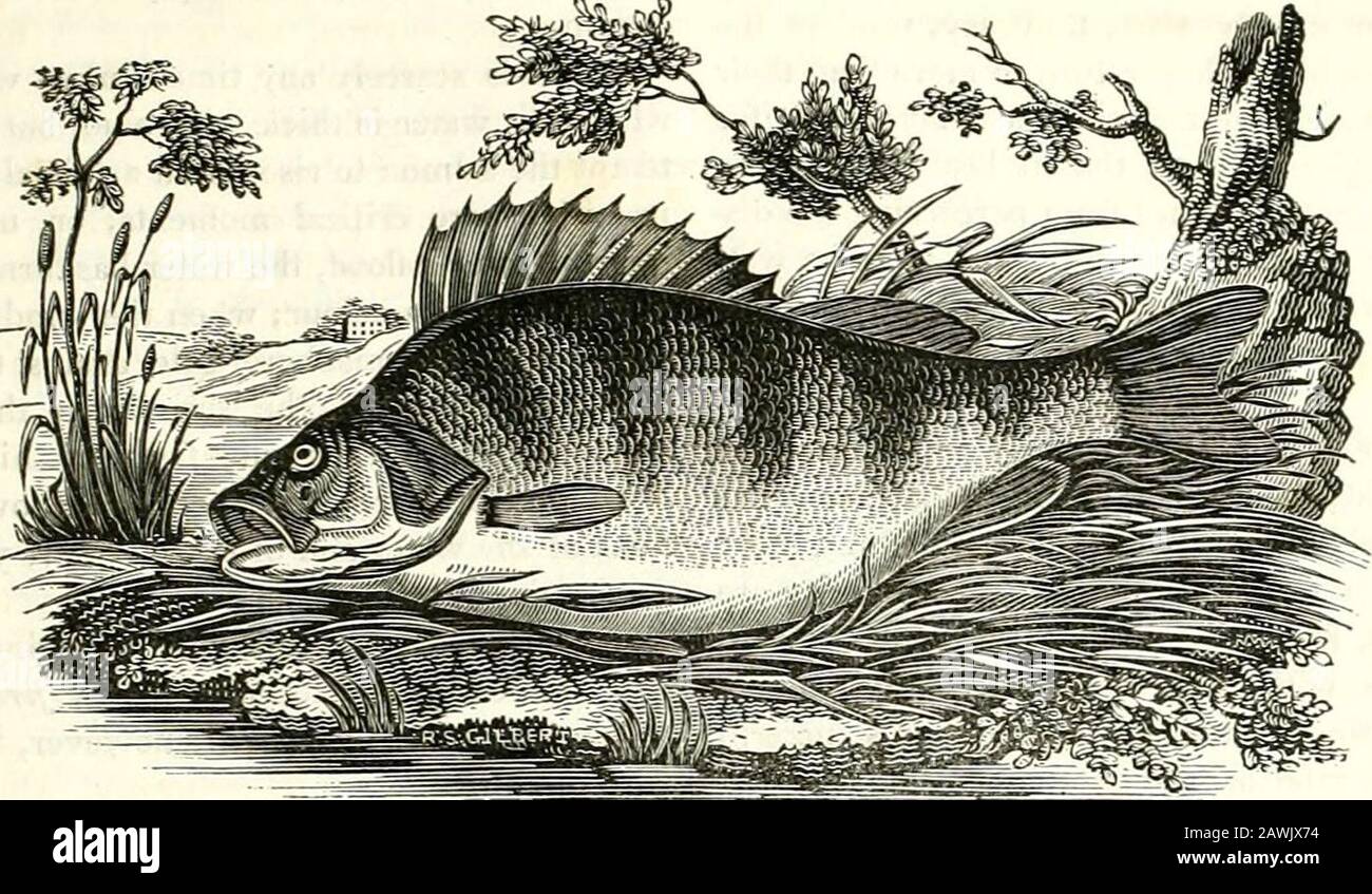 Le Cabinet de l'histoire naturelle et des sports ruraux américains . encore formitself dans une coquille cartilagineuse dure, d'une figure irrégulière, et presque aussi grande qu'une noix; du fond du thislabyrinth, comme on l'a appelé, la trachée branches ofi toles deux lobes des poumons; cette branche qui va au lobe de theleft étant trois fois le diamètre de la droite. Thefemale n'a rien de tout cela. Les intestins mesurent cinq pieds de longueur et sont grands et épais. J'ai examiné de nombreuses personnes de cette espèce, des deux sexes et à divers stades de couleur, et je peux donc affirmer avec certitude Banque D'Images