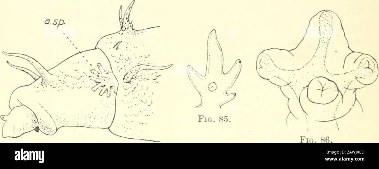 La mouche domestique, Musca domestica Linn : sa structure, ses habitudes, son développement, sa relation avec la maladie et le contrôle . Fig. 83. Larve mature de Fannia canicu-laris, L. x 17. A.sp. Processus spiraculaires antérieurs.p.sj). Processus spiraculaires postérieurs. 192 LA PETITE MAISON-MOUCHE ET LA LATRIXE-FLY ? Le caractère épineux des appendices flagelliformes et du corps de la larve fait adhérer facilement les particules de saleté aux corps et aux appendices des larves. En conséquence, les larvaeont une apparence très sale, et leurs caractéristiques externes sont presque cachées par les particules accumulées de saleté et de filthadhérant à Banque D'Images