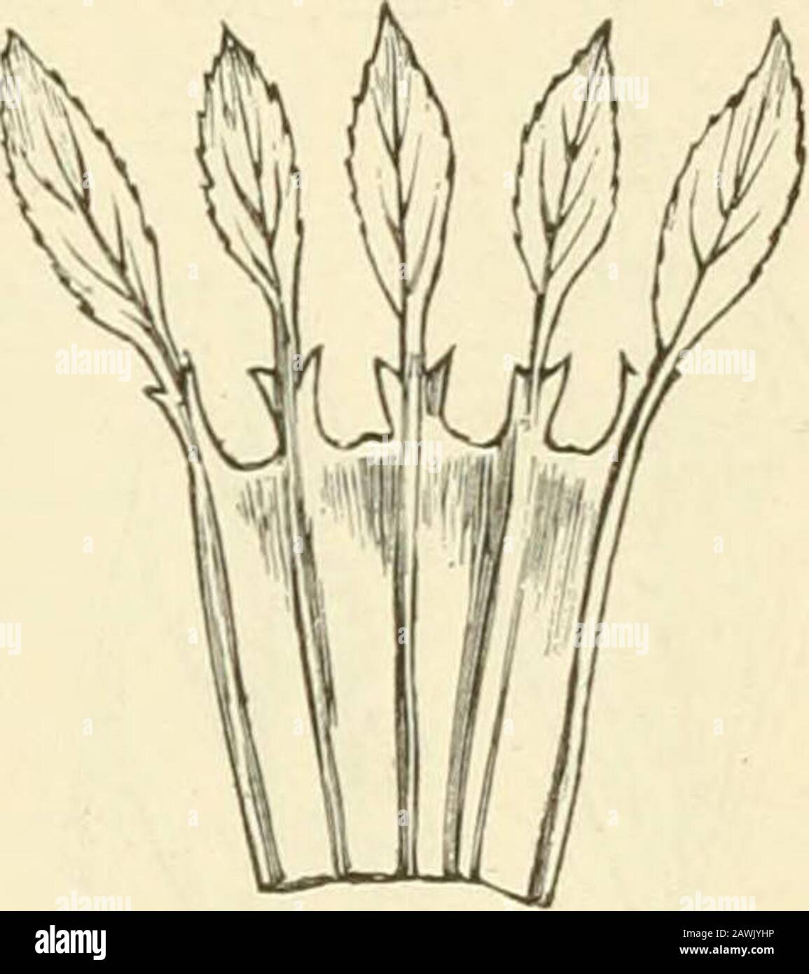 L'origine des structures florales par l'intermédiaire des insectes et d'autres organismes . Fig. 66.—Riinunculus avec foliacéousseptal. Fig. 67.—calice foliacé de Tnfoliumrepens, avec folioles stipulées (afterBaillon). La venation peut dans certains cas aider à fournir un indice de la nature réelle d'une pièce. Ainsi dans Hellebore, comme alregyseen (Fig. 61), les bractes sont homologues avec les pétioles, leur venation étant palmate, et non pinnat comme dans les théorations des lames des feuilles. C'est la même chose dans les thésepals, qui sont probablement aussi homologues des fléaux. Les sépales de Waltha les ressemblent inthei Banque D'Images