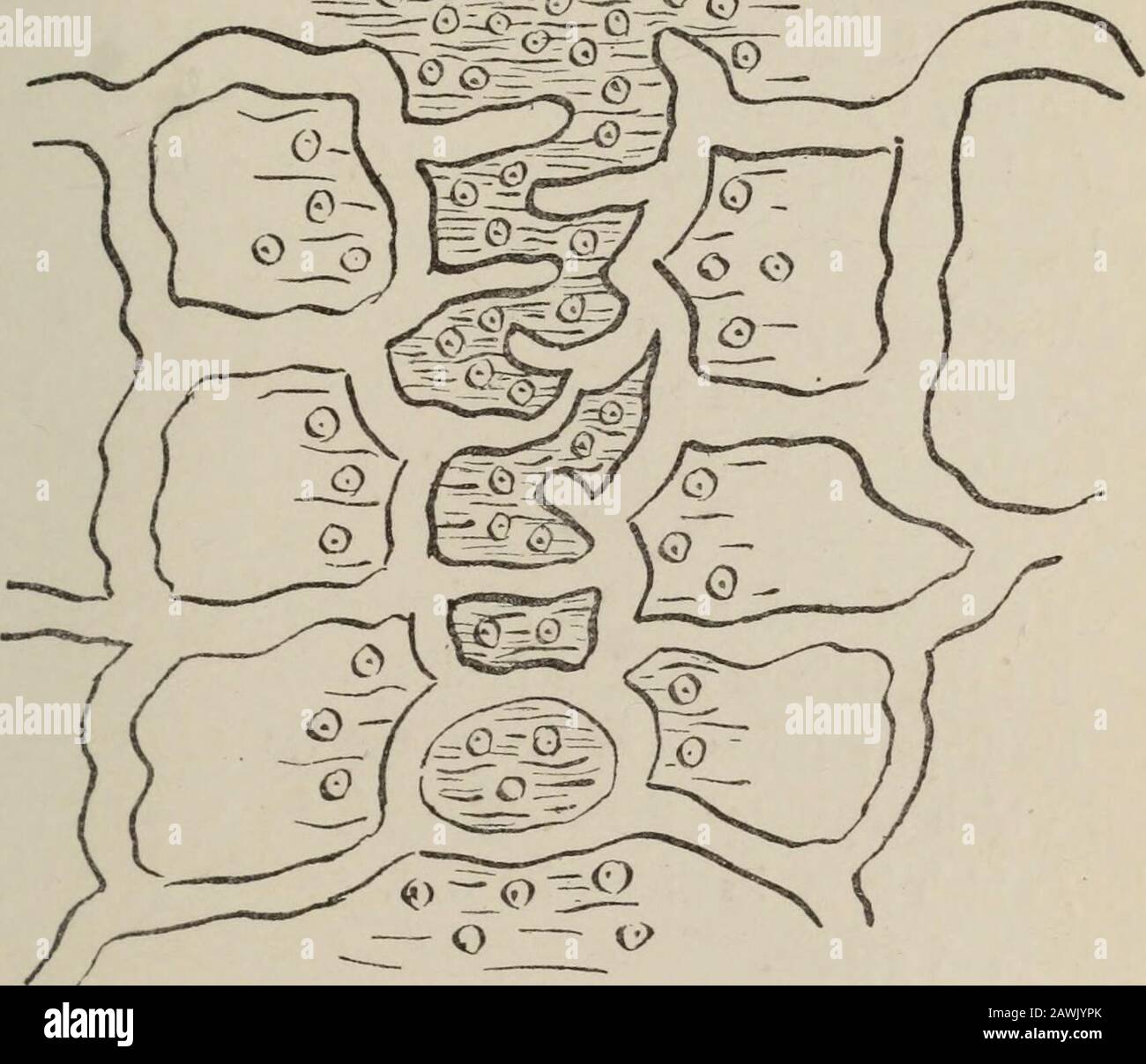 Chirurgie Generale Et Pathologie Pour Les Dentistes Fig 5 Union Par Premiere Intention Les Surfaces De La Plaie Sont Gommees Ensemble Par La Plastio Lymphatique Les Extremites Divisees Des Capillaires Sont