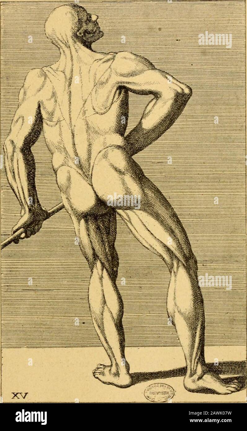 Histoire de l'anatomie plastique : les matres, les livres et les éccordés . Fie. 59.PLANCHE noSTÉOLOGlF et DE MYOLOGIE.{Carlo Cesio. Cognhione de muicoli del corpo umaiio.). FIG. FÎO.PLANCHE DE MYOLOCIE. (Carlo Cesio. Cognizione Je muscoli tlel cor^^o umano.) i-j6 lanatomie plastique. Attirons cepting lattention on le volume de jeu-mérus, Taspect des.os de Pavant-bras et de la main, laforme du bassin et en particulier du sacrum, la partie pro-des os des mémoires que le tribunal ne peut plus être La forme de larotule, etc. Aux deux plans de squelettes ainsi Banque D'Images