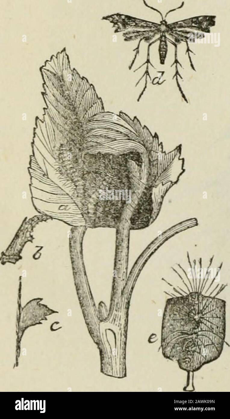 Documents Parlementaires De L'Ontario, 1871-1972, No.32. 3 J couleurs : 1 et 2, vert herbe ; 3, marron ; i et 5, noir et blanc. la petite chenille de poils jaunes de la pille de panache de vigne (Fterophore perisceli-dadylus , a été très troublante dans certaines localités. Il attaque le feuillage tout comme il se développe, et l'consomme avec les jeunes grappes de fleurs, ayant d'abord drawneux ensemble par un réseau de fils silken. Cette larve? sont habituellement trouvés singuly, mais thisassaoix nous avons vu deux et trois nourrir ensemble dans plusieurs cas. La moth, le pilier de la salle d'accueil et le chrysalide sont bien représentés en F Banque D'Images
