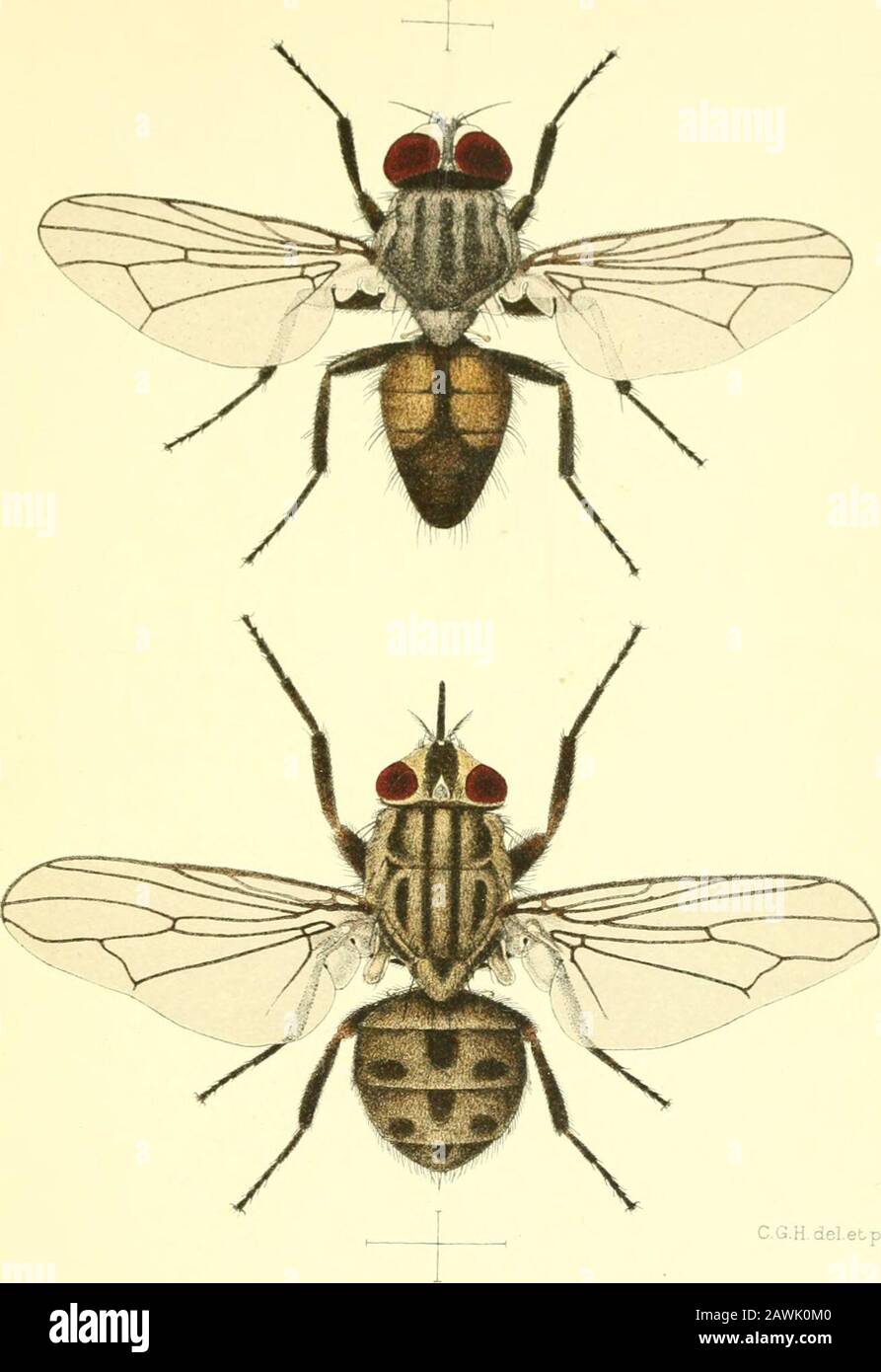 La mouche domestique, Musca domestica Linn : sa structure, ses habitudes, son développement, sa relation avec la maladie et le contrôle. Ailes, et la première postérieure ou apicalcell ouverte (5 R.) de l'aile (cf. Fig. 7). La plupart des larves alimentent des substances végétales ou animales en décomposition. Sans examen approfondi, les espèces de TAVO sous examen sont susceptibles d'être erronées pour la même espèce, mais une telle nation d'examen servira à les séparer. Les abdomens des deux spéciessont coniques, mais les segments basaux de l'abdomen de F. canicu-laris sont partiellement translucides, et l'abdomen de F. scalisaris noir sur l'esprit Banque D'Images