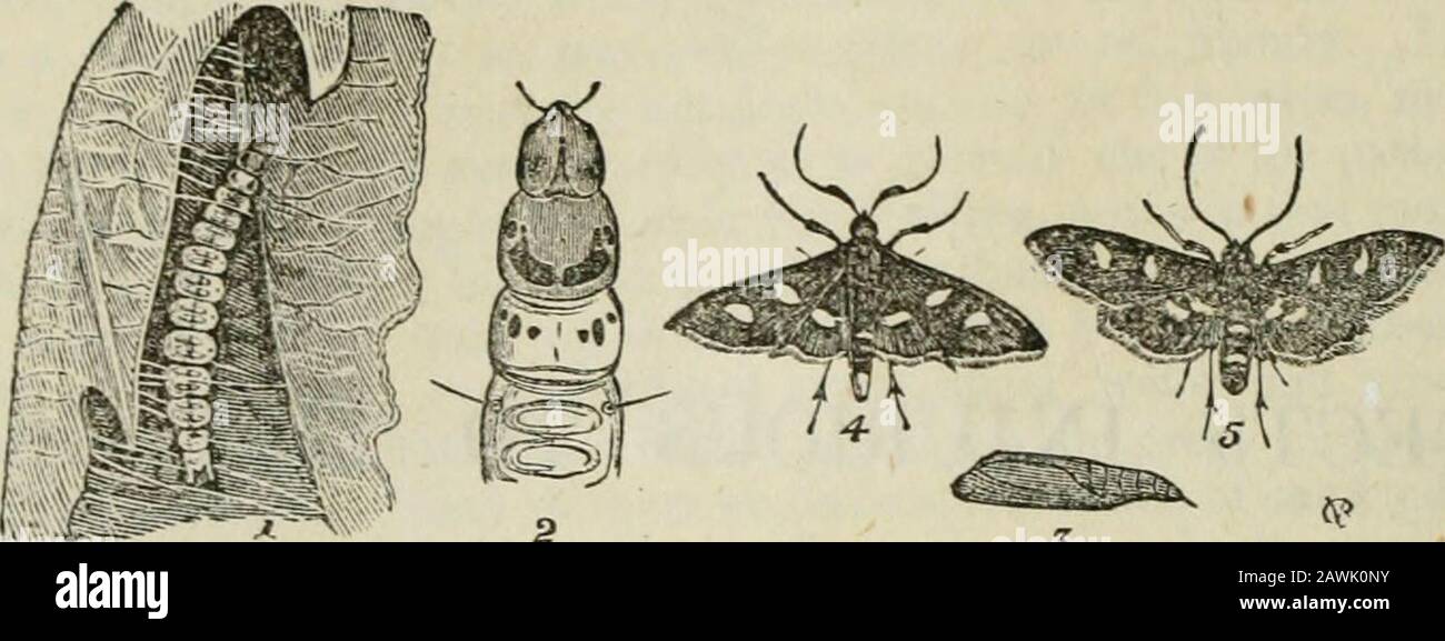Documents Parlementaires De L'Ontario, 1871-1972, No.32. 5 Victoria. Documents De Session (No 5). A. 1871-2 Fig. 10. 3 J couleurs : 1 et 2, vert herbe ; 3, marron ; i et 5, noir et blanc. la petite chenille de poils jaunes de la pille de panache de vigne (Fterophore perisceli-dadylus , a été très troublante dans certaines localités. Il attaque le feuillage tout comme il se développe, et l'consomme avec les jeunes grappes de fleurs, ayant d'abord drawneux ensemble par un réseau de fils silken. Cette larve? sont habituellement trouvés singuly, mais thisassaoix nous avons vu deux et trois se nourrir ensemble dans plusieurs cas Banque D'Images