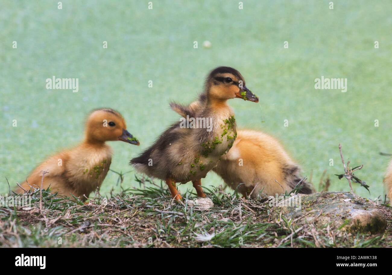 Groupe des canetons de bébé sur la rive d'un lac dans la forêt Banque D'Images