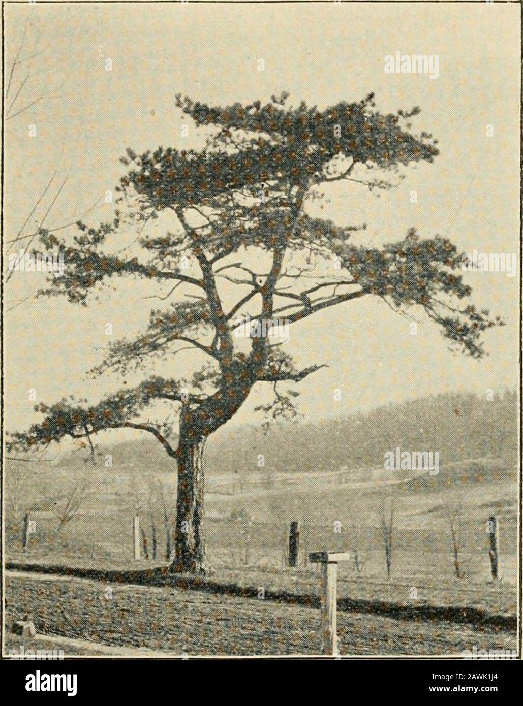 Histoire des Neuf Petits Partenaires, de la Cité du Nord-est, et de Pine Plains, New York, Duchesse [!] comté . Coude. Considération un centiredet quarante livres. Hendrick Nase est mort possédé de ceci, mais pendant le temps de l'hisvie l'acte a été pris burglariouement de son logement et le temps moyen la veuve de Richard Sackett décédé. Le 3 avril 1760, John Sackett, le seul exécuteur, en contrepartie de quarante shillings, a donné un acte à PhilipNase, fils de Hendrick, pour les quatre mêmes cent acres. Dans les colonies situées sur la frontière, une partie de ces terres est weretaken par d'autres parties, et vers 1783 ou 4 l'héritier Banque D'Images